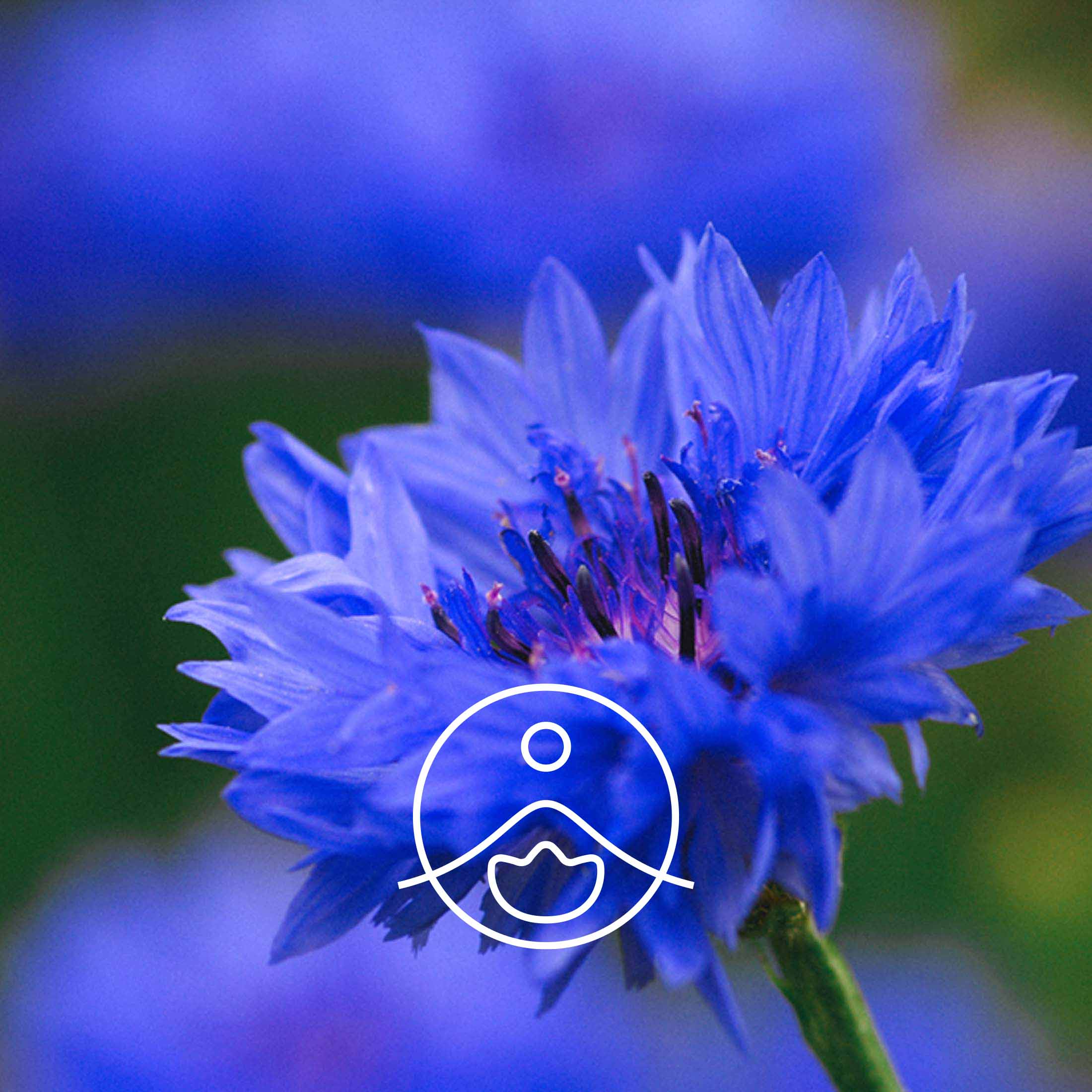 コーンフラワー・オーガニック【フローラルウォーター/芳香蒸留水】 - フロリハナ FLORIHANA - 【公式オンラインショップ】