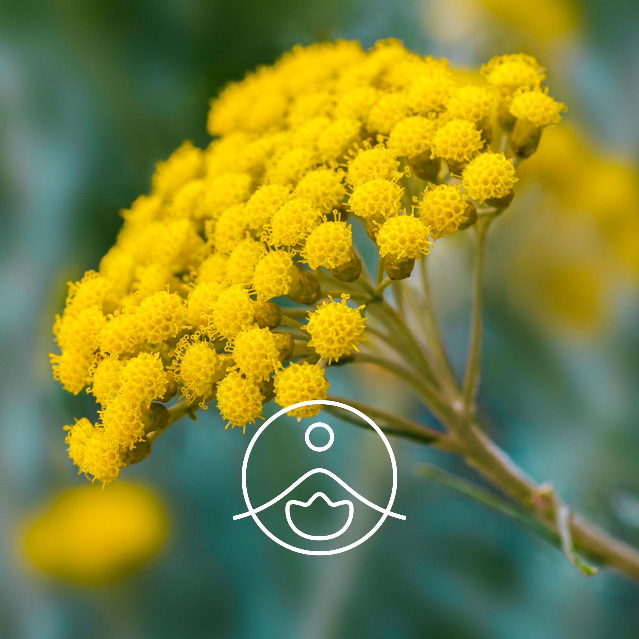 ヘリクリサム・オーガニック【フローラルウォーター/芳香蒸留水】 - フロリハナ FLORIHANA - 【公式オンラインショップ】