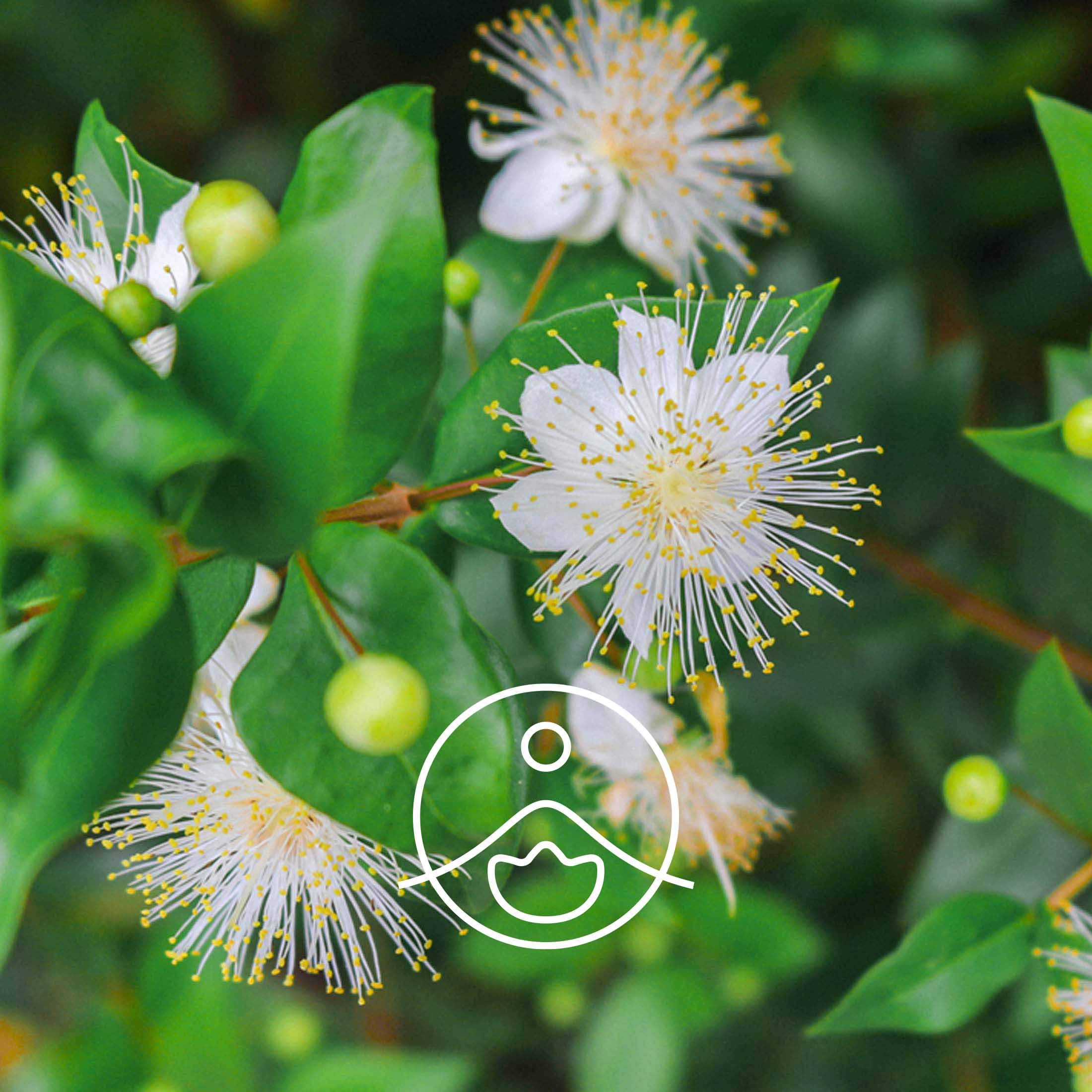 マートル・オーガニック【フローラルウォーター/芳香蒸留水】 - フロリハナ FLORIHANA - 【公式オンラインショップ】