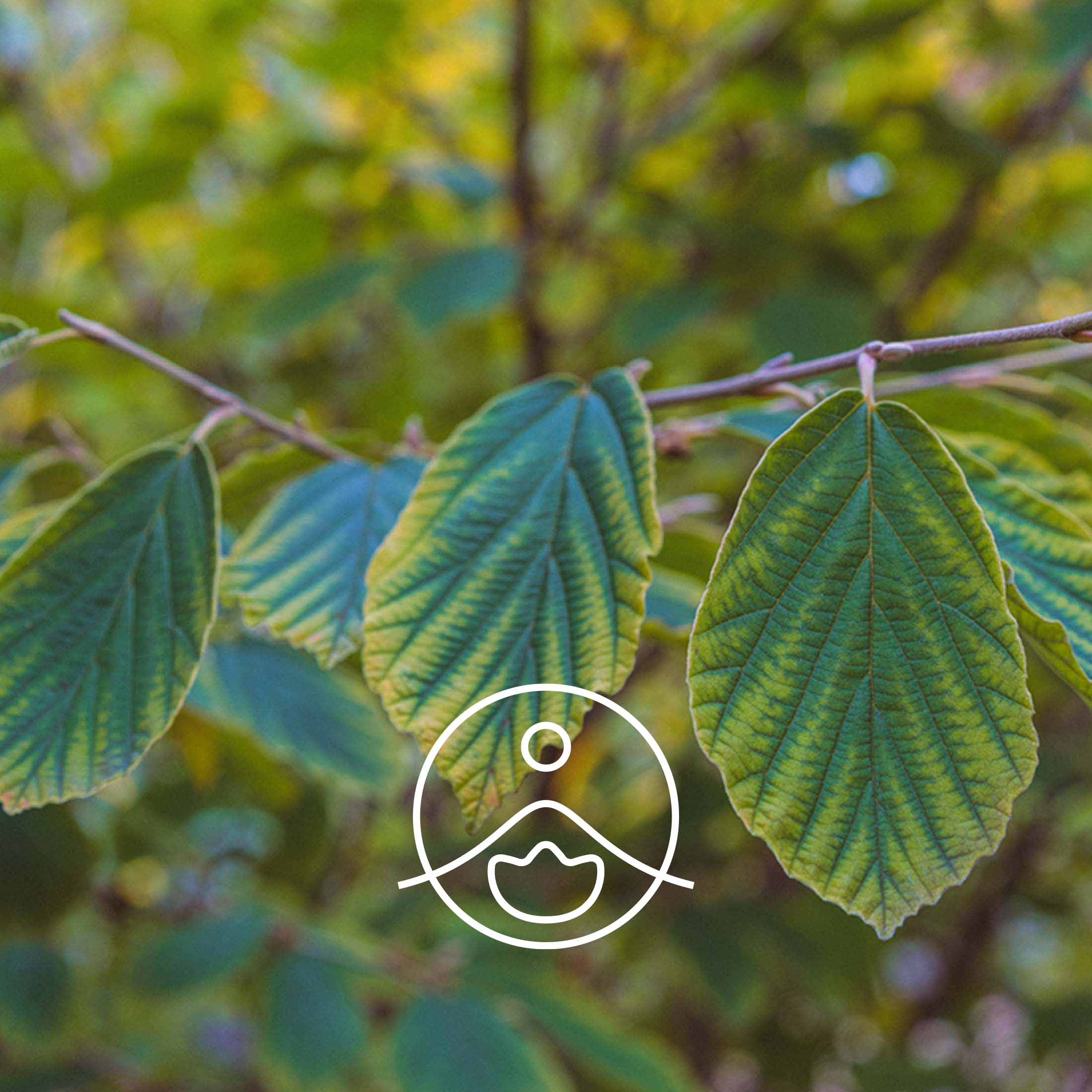 ハマメリス・オーガニック【フローラルウォーター/芳香蒸留水】 - フロリハナ FLORIHANA - 【公式オンラインショップ】