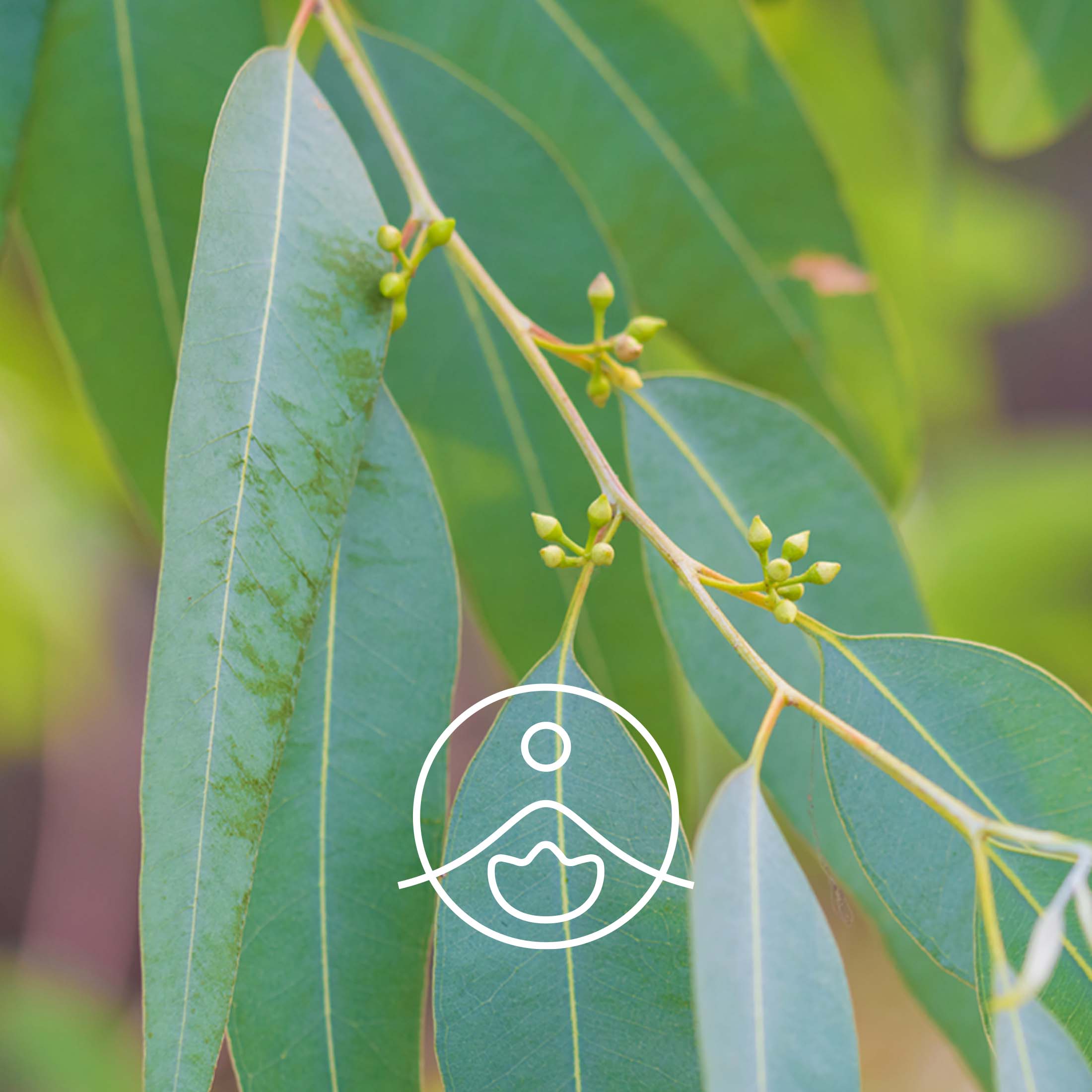 ユーカリグロブルス・オーガニック【フローラルウォーター/芳香蒸留水】 - フロリハナ FLORIHANA - 【公式オンラインショップ】