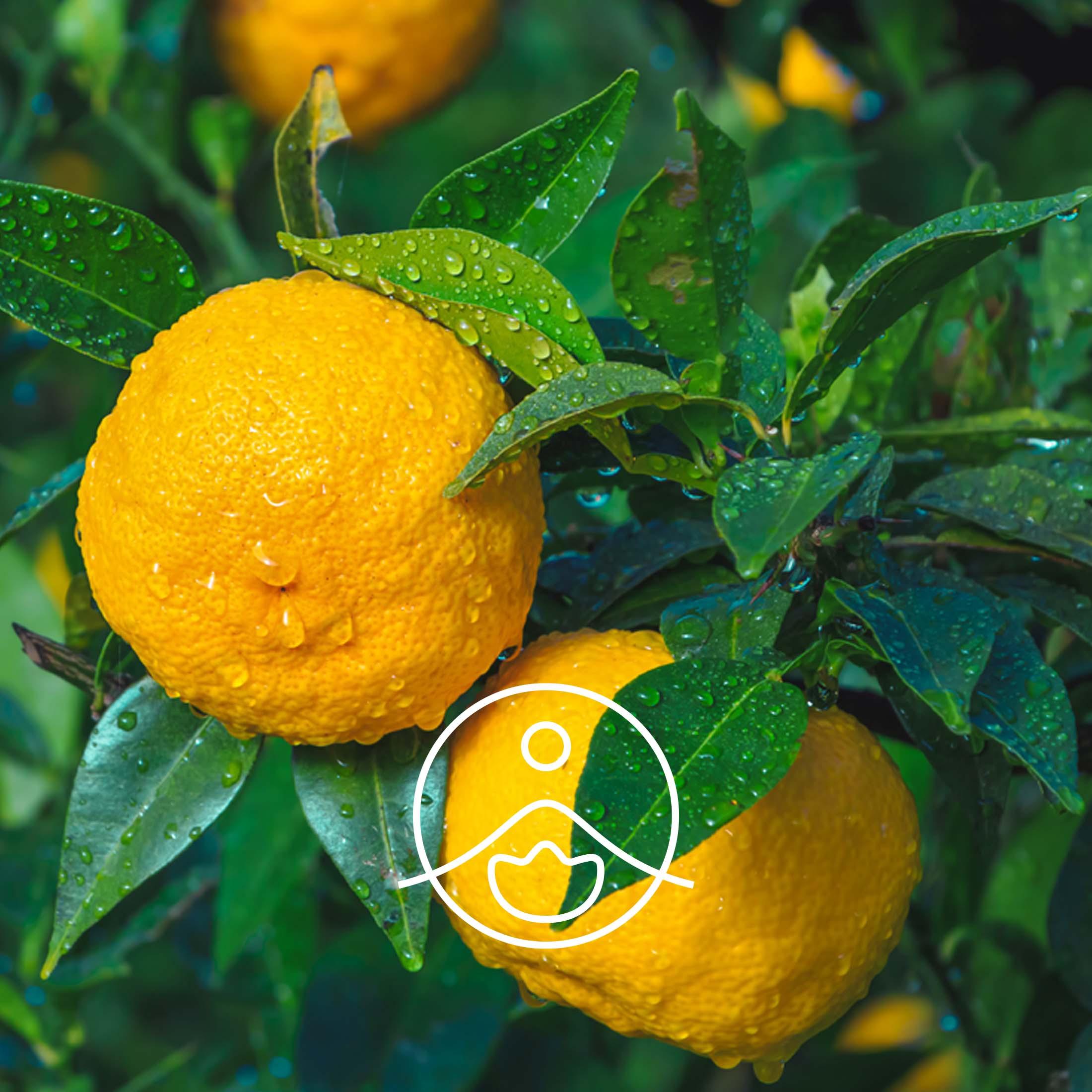 ユズ【エッセンシャルオイル/精油】 - フロリハナ FLORIHANA - 【公式オンラインショップ】