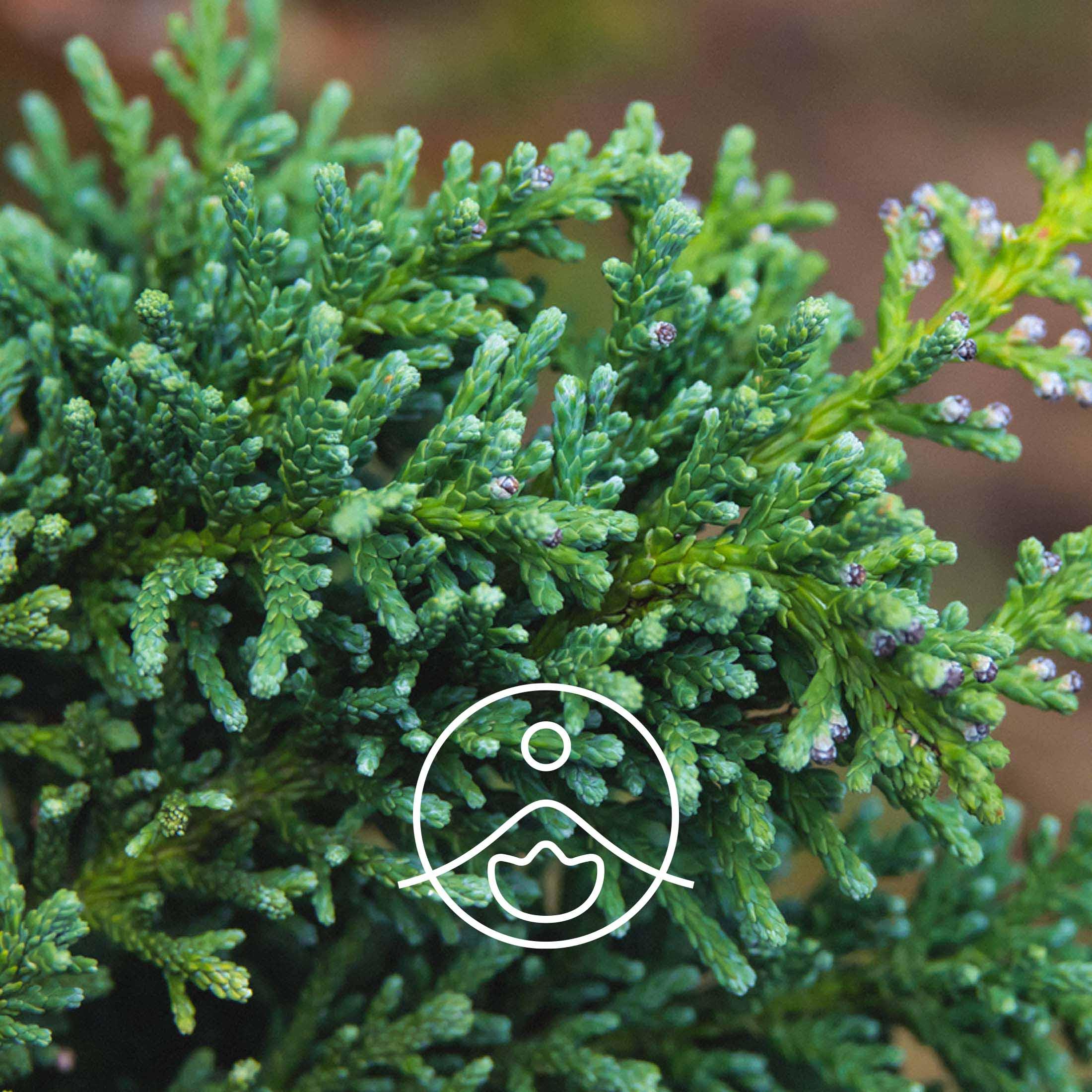 ヒノキ【エッセンシャルオイル/精油】 - フロリハナ FLORIHANA - 【公式オンラインショップ】