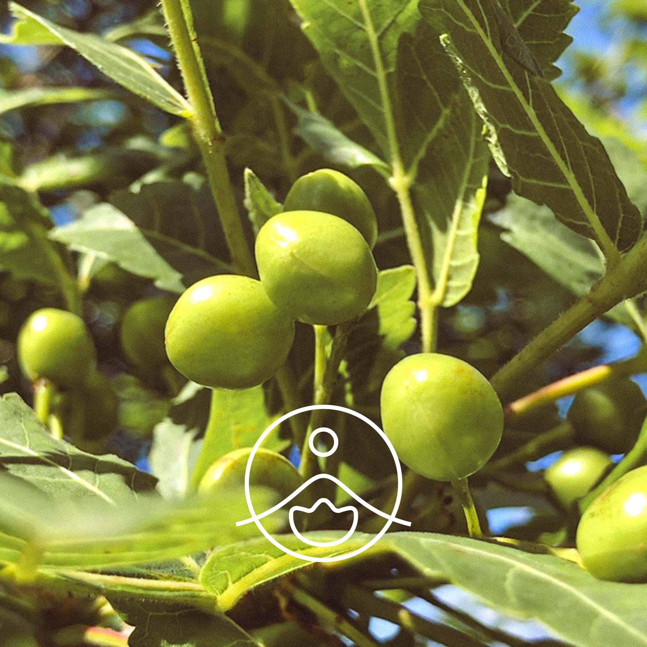 パロサント【エッセンシャルオイル/精油】 - フロリハナ FLORIHANA - 【公式オンラインショップ】