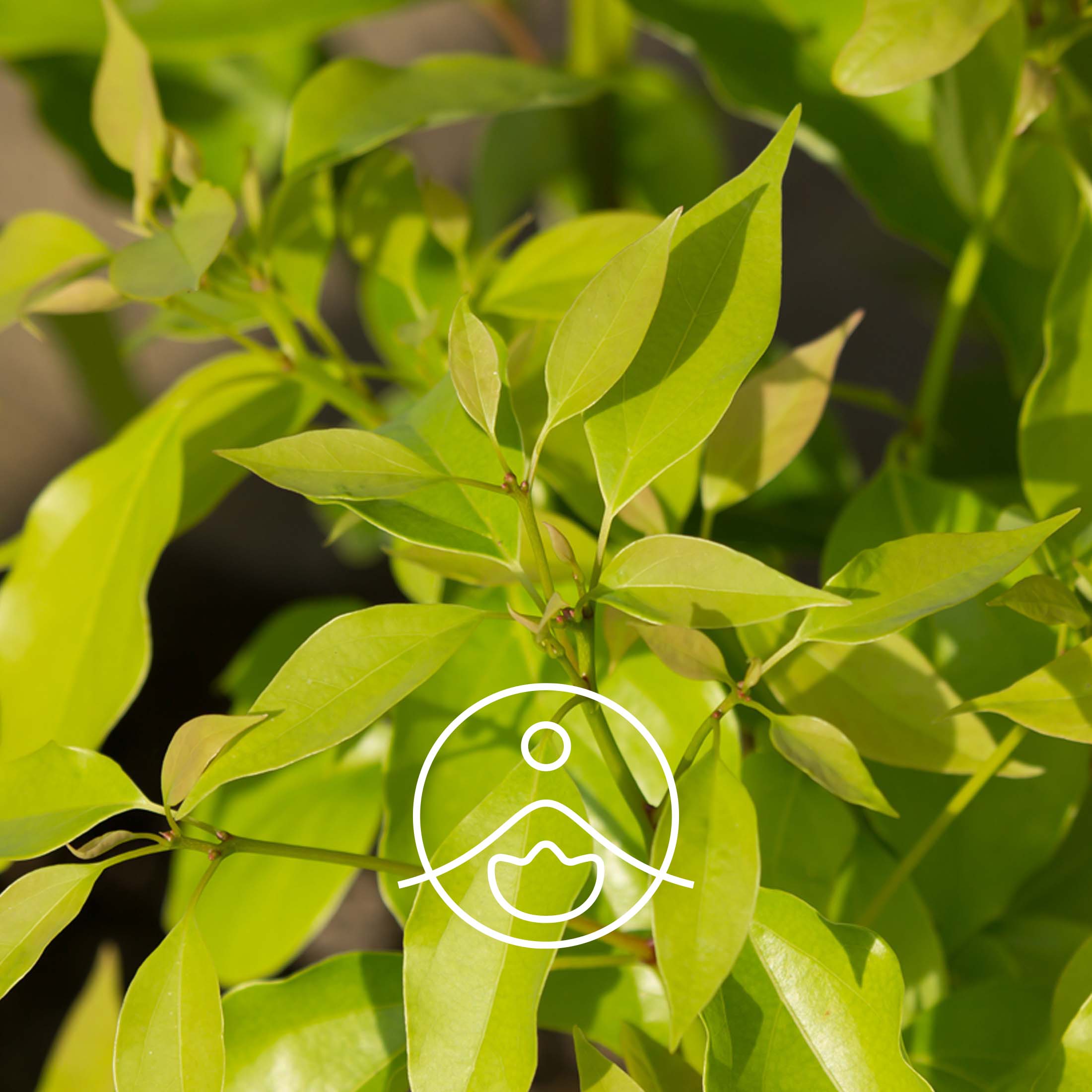 カンファーホワイト【エッセンシャルオイル/精油】 - フロリハナ FLORIHANA - 【公式オンラインショップ】