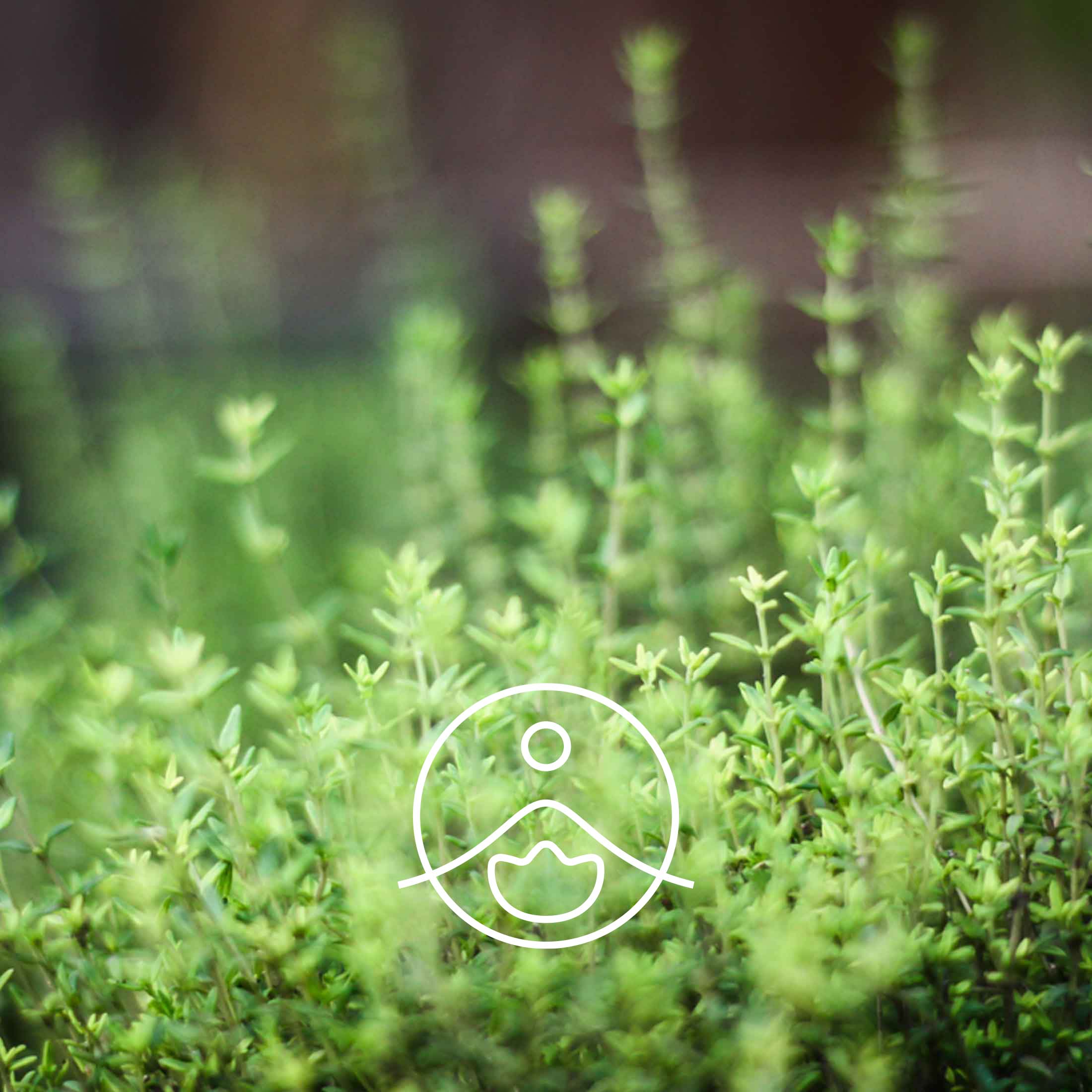 タイムツヤノール・オーガニック【エッセンシャルオイル/精油】 - フロリハナ FLORIHANA - 【公式オンラインショップ】