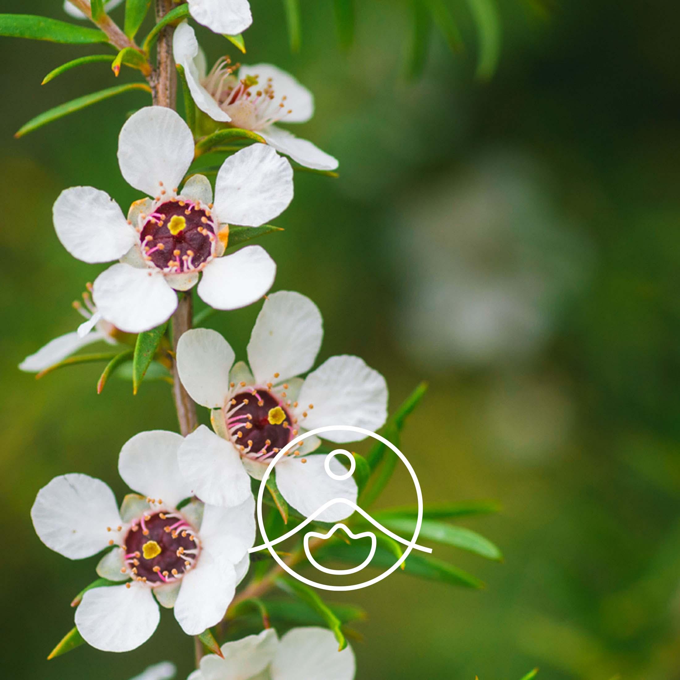 マヌカ【エッセンシャルオイル/精油】 - フロリハナ FLORIHANA - 【公式オンラインショップ】