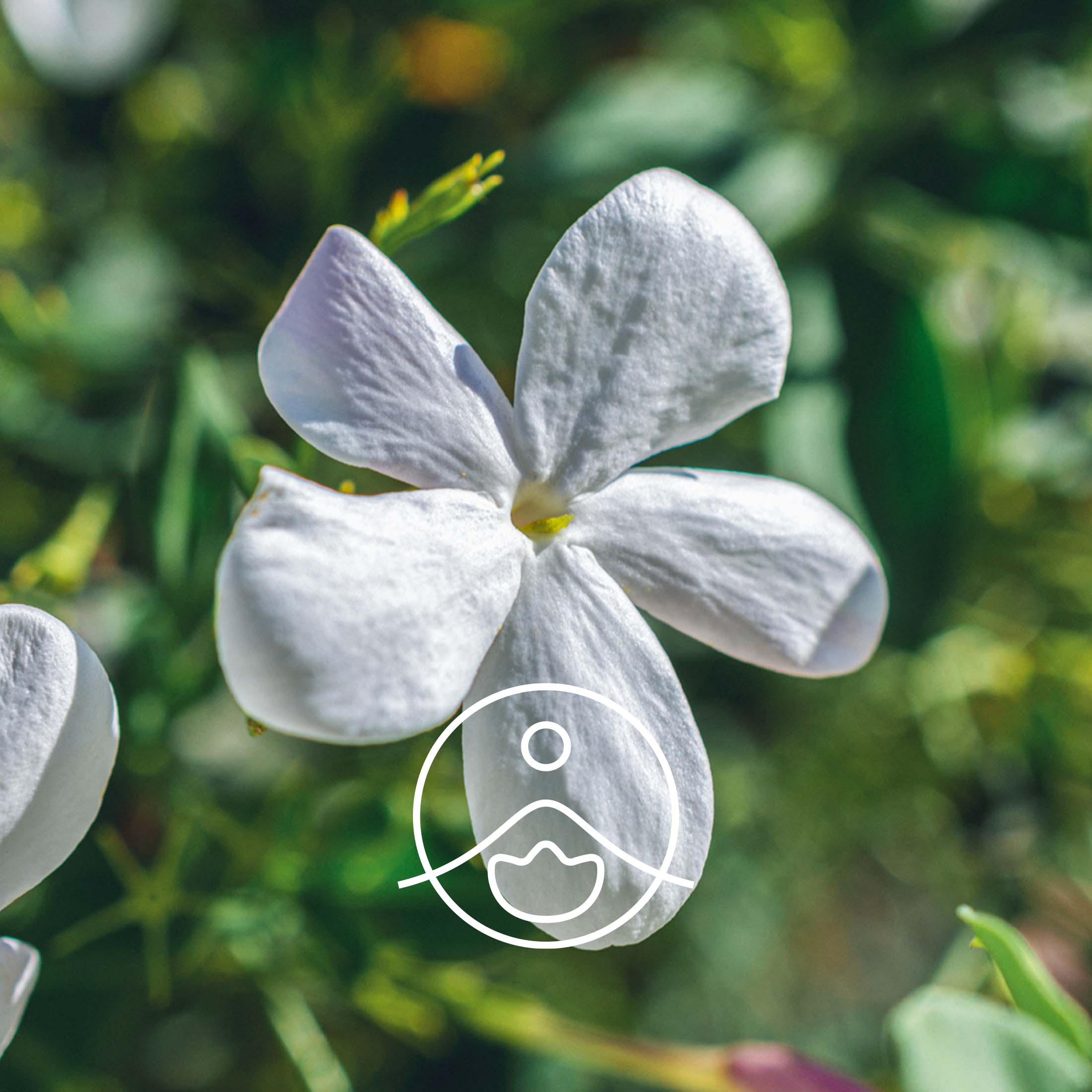 ジャスミン【アブソリュート】 - フロリハナ FLORIHANA - 【公式オンラインショップ】