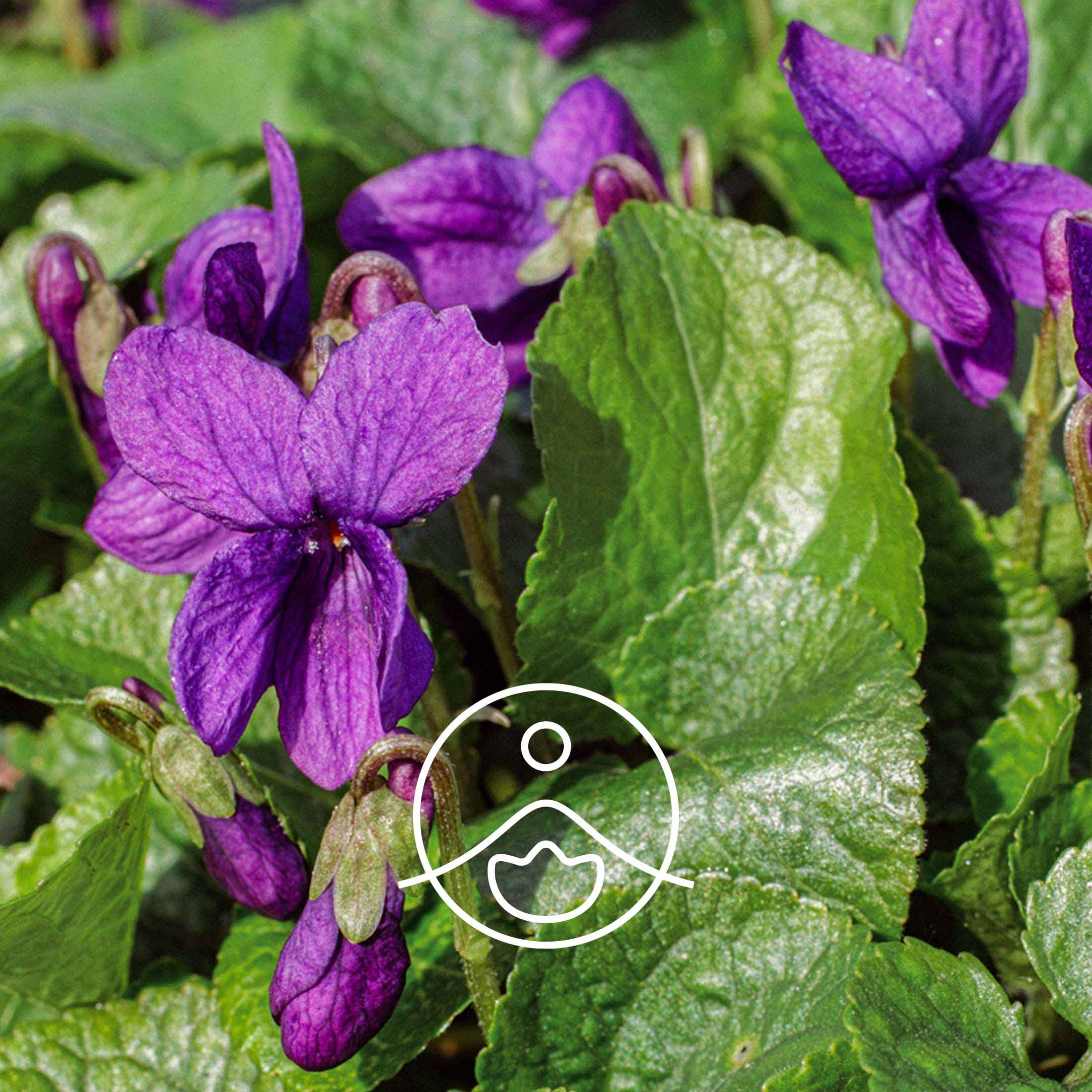 バイオレットリーフ【アブソリュート】 - フロリハナ FLORIHANA - 【公式オンラインショップ】