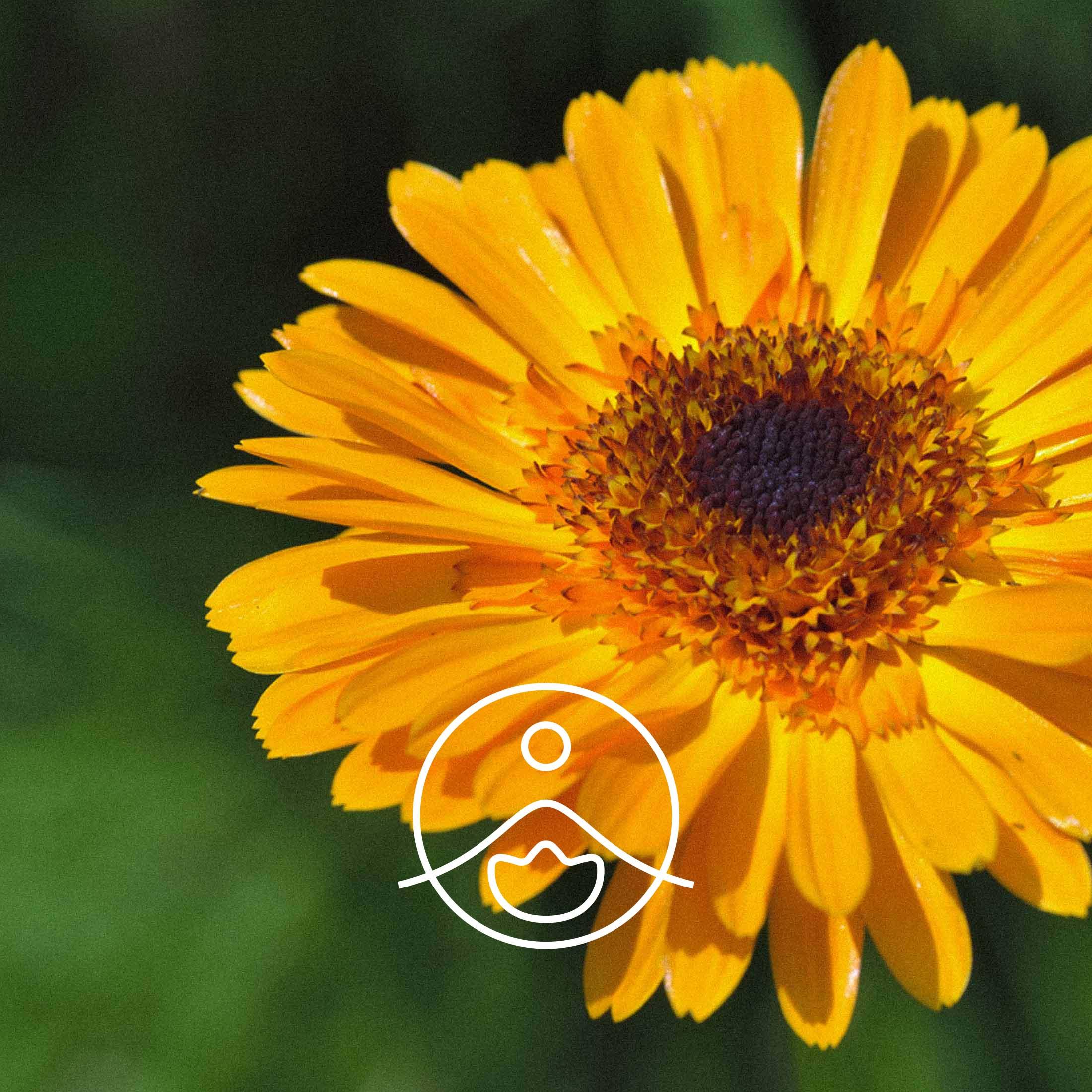 マリーゴールド・オーガニック【マセレーションオイル/浸出油】 - フロリハナ FLORIHANA - 【公式オンラインショップ】