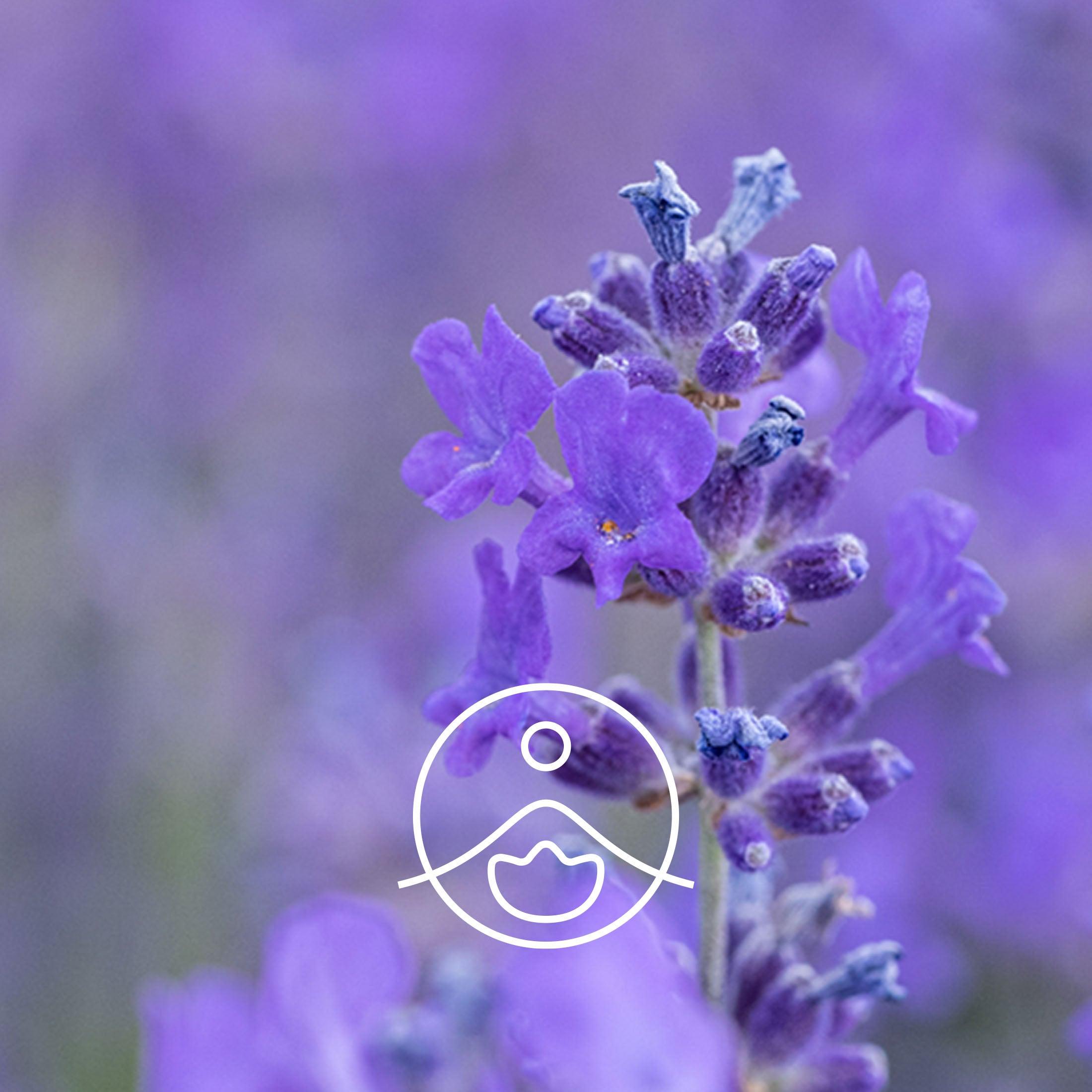 ラベンダー・オーガニック【マセレーションオイル/浸出油】 - フロリハナ FLORIHANA - 【公式オンラインショップ】