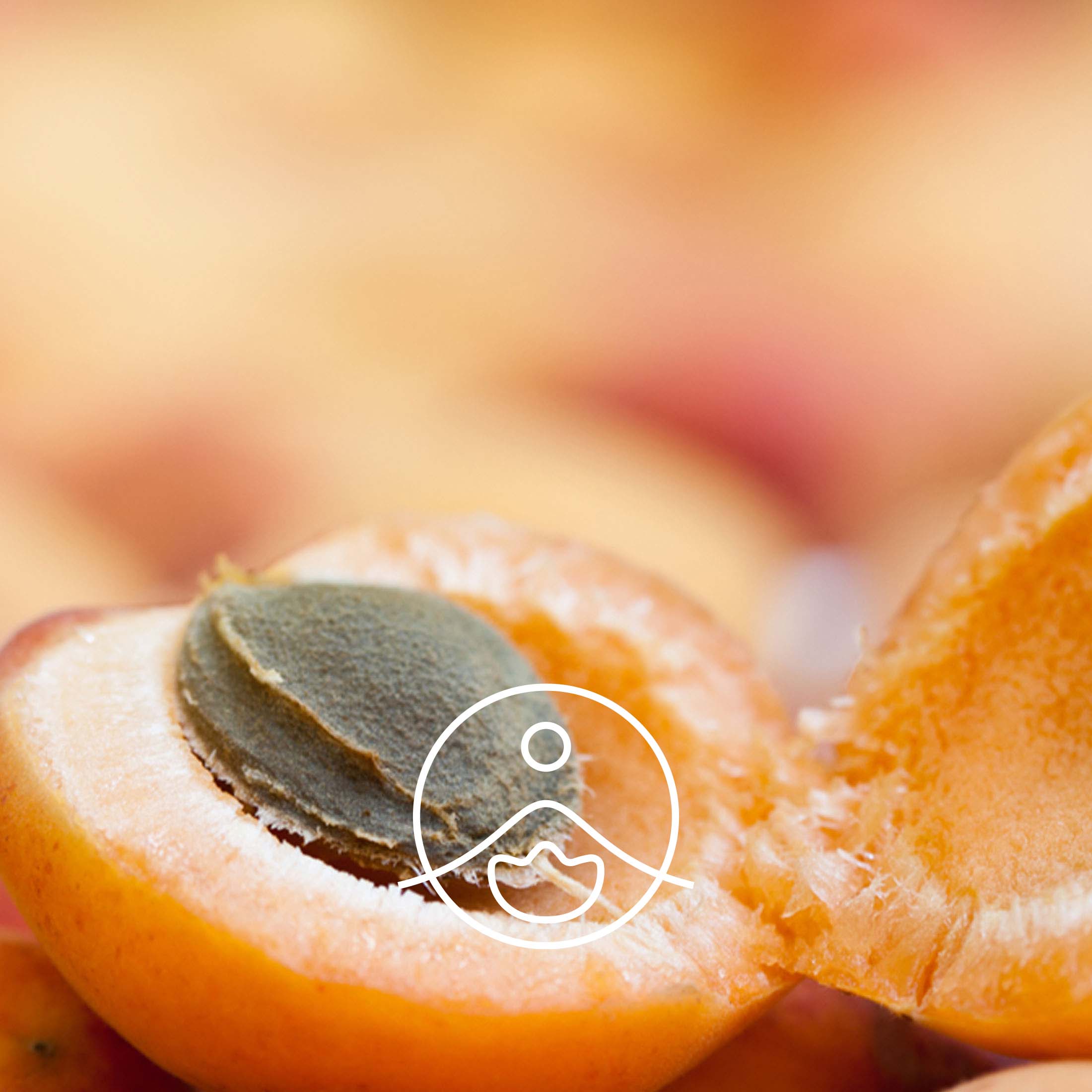 アプリコットカーネル・オーガニック・未精製【キャリアオイル/植物油】 - フロリハナ FLORIHANA - 【公式オンラインショップ】