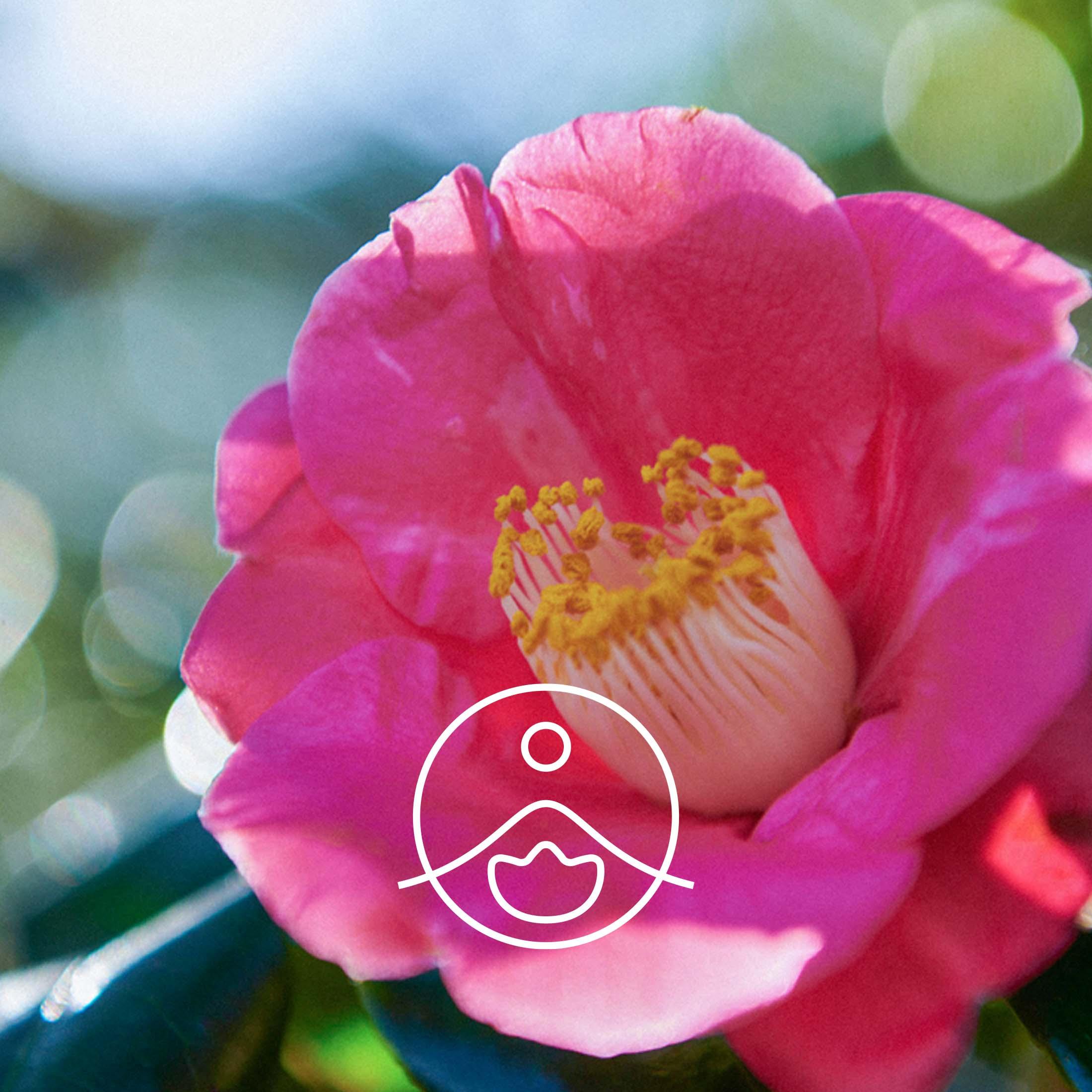 ツバキ・オーガニック・未精製【キャリアオイル/植物油】 - フロリハナ FLORIHANA - 【公式オンラインショップ】