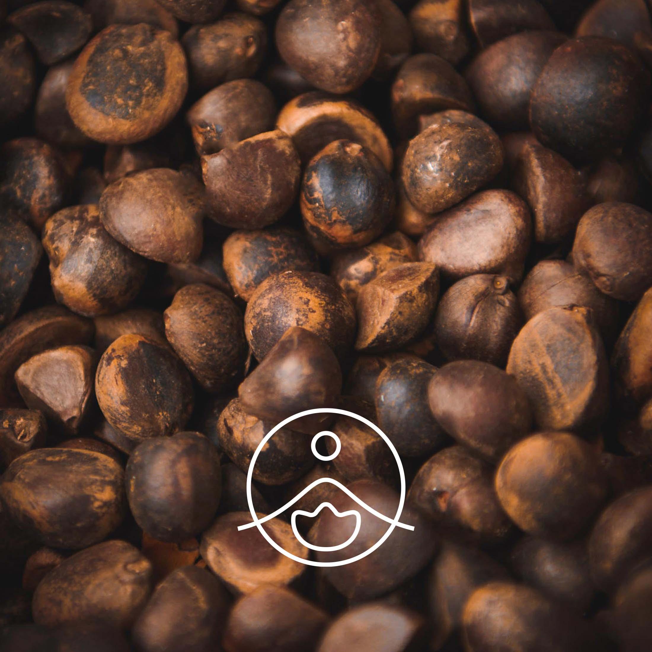 ツバキ・オーガニック・未精製【キャリアオイル/植物油】 - フロリハナ FLORIHANA - 【公式オンラインショップ】