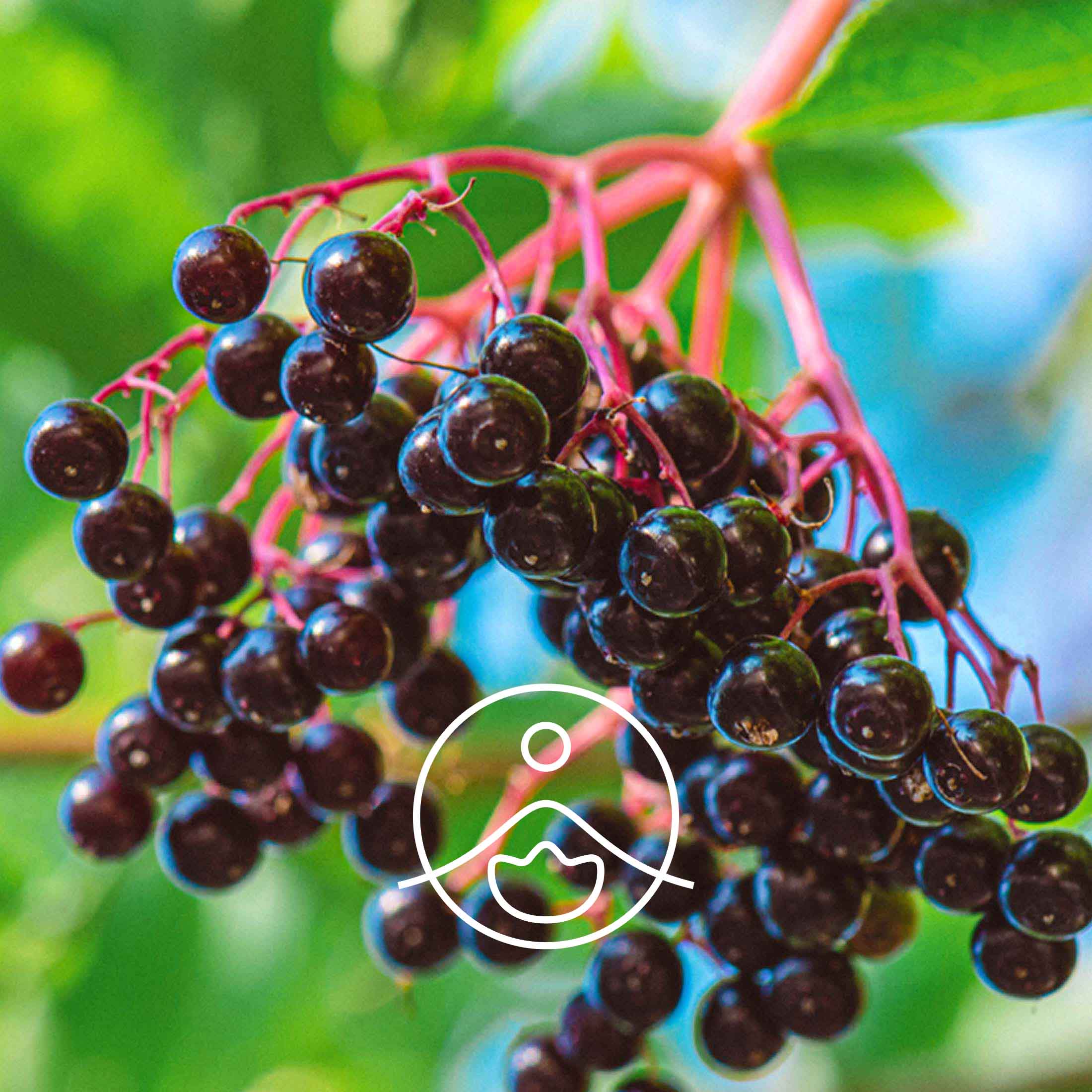 エルダーベリー・オーガニック・未精製【キャリアオイル/植物油】 - フロリハナ FLORIHANA - 【公式オンラインショップ】