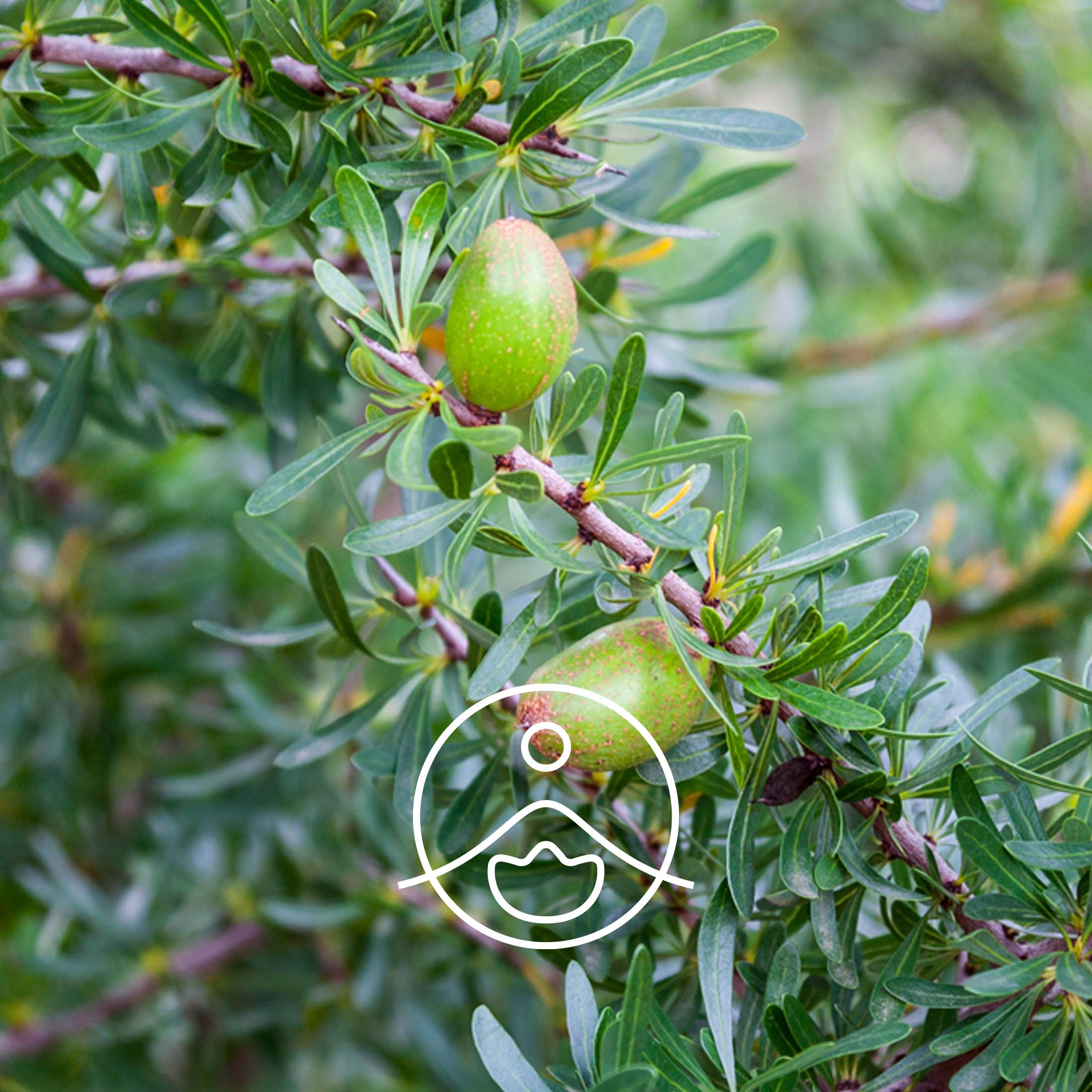 アルガン・オーガニック・未精製【キャリアオイル/植物油】 - フロリハナ FLORIHANA - 【公式オンラインショップ】