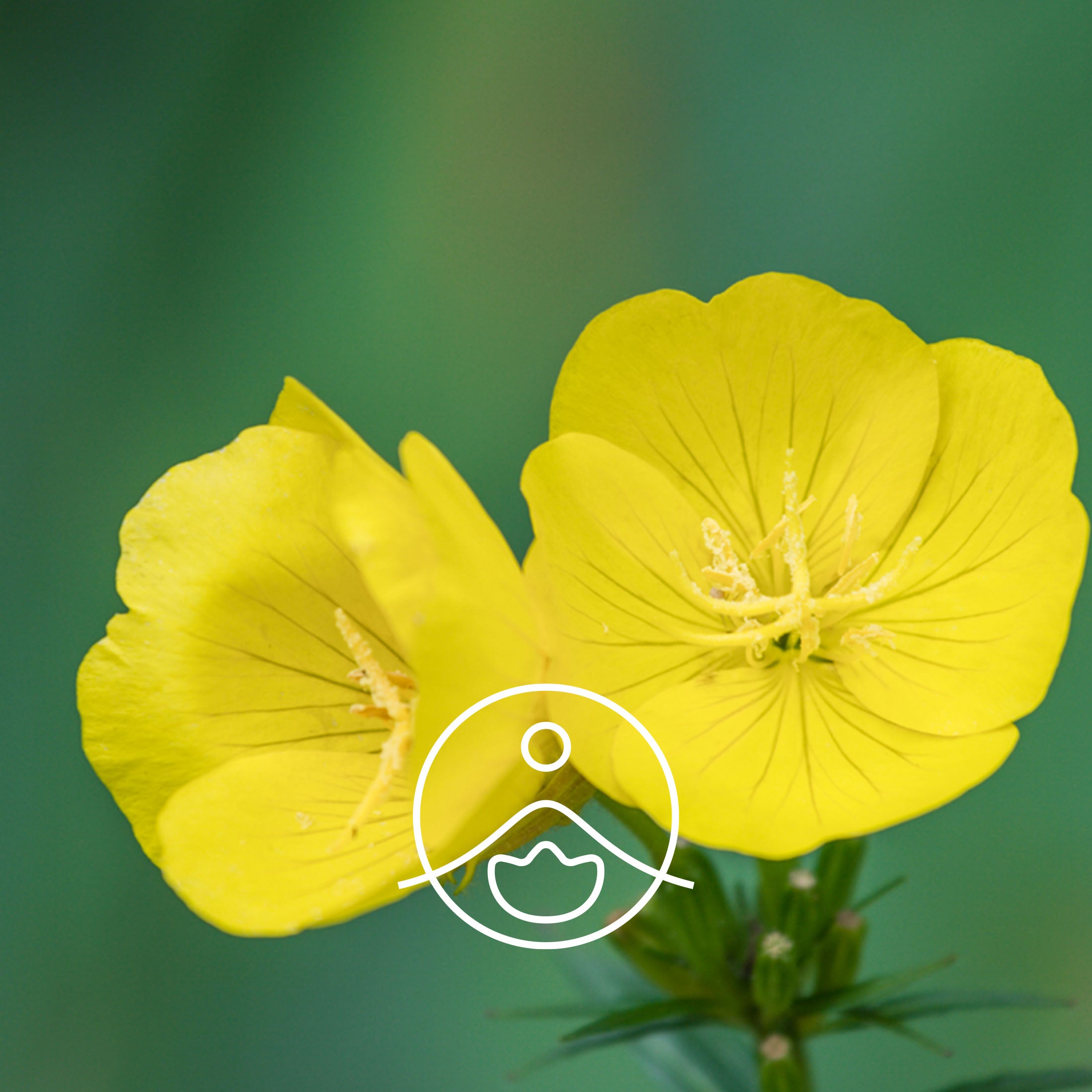 イブニングプリムローズ・オーガニック・未精製【キャリアオイル/植物油】 - フロリハナ FLORIHANA - 【公式オンラインショップ】