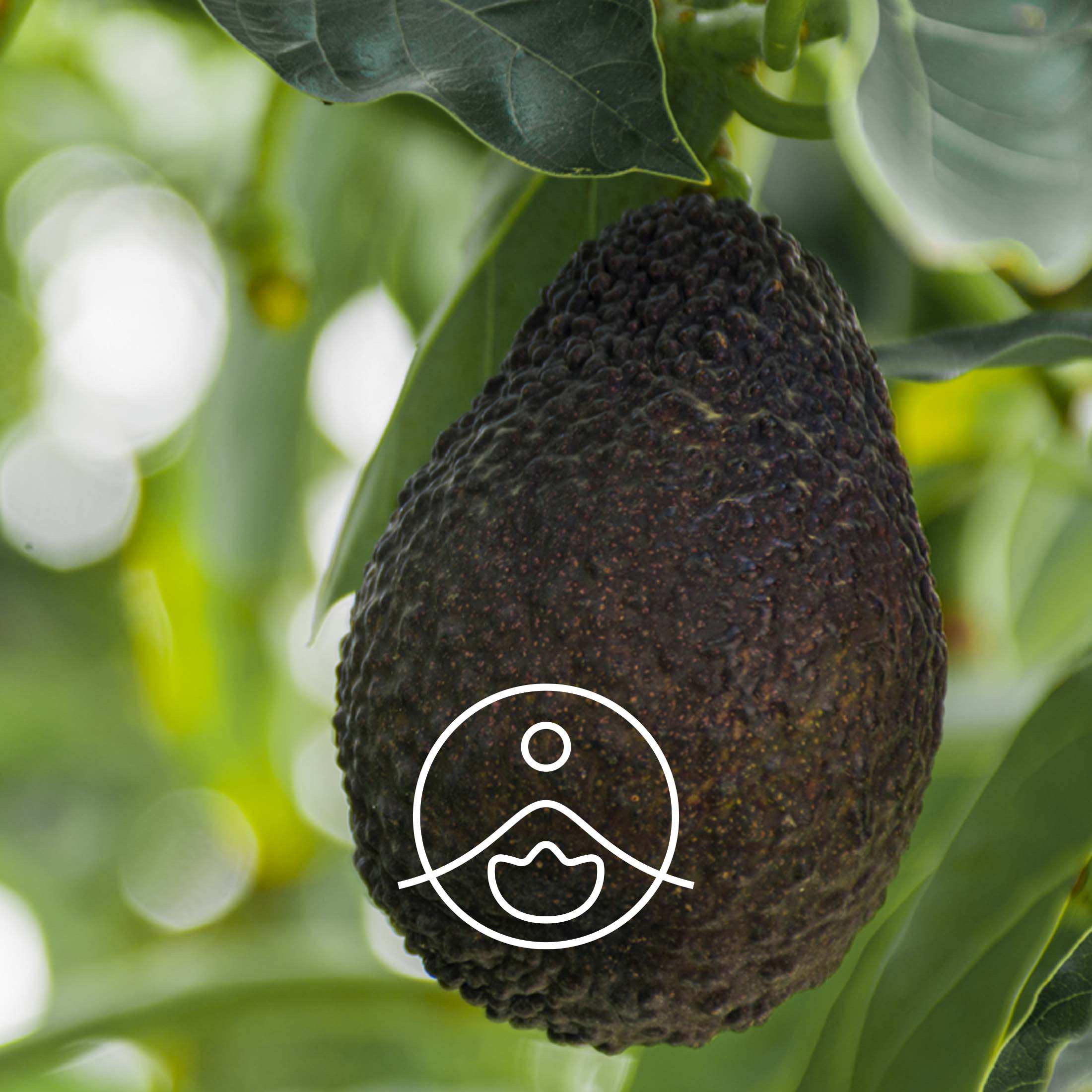 アボカド・オーガニック・未精製【キャリアオイル/植物油】 - フロリハナ FLORIHANA - 【公式オンラインショップ】