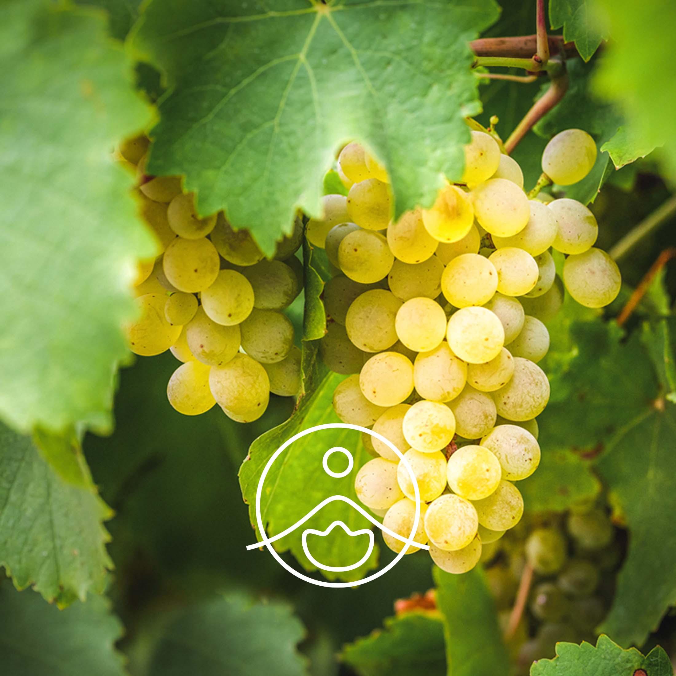 グレープシード・精製済【キャリアオイル/植物油】 - フロリハナ FLORIHANA - 【公式オンラインショップ】