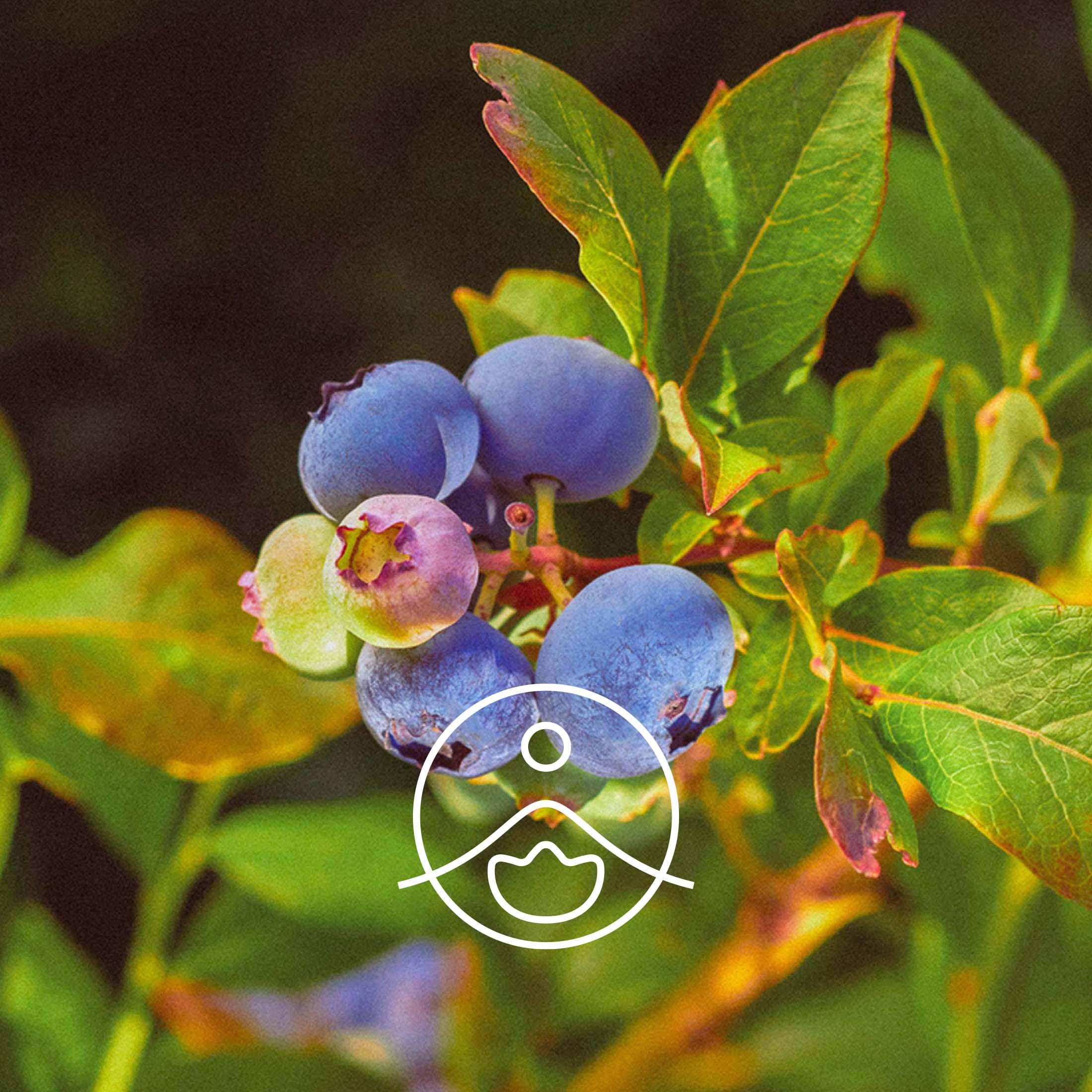 ビルベリー・オーガニック・未精製【キャリアオイル/植物油】 - フロリハナ FLORIHANA - 【公式オンラインショップ】