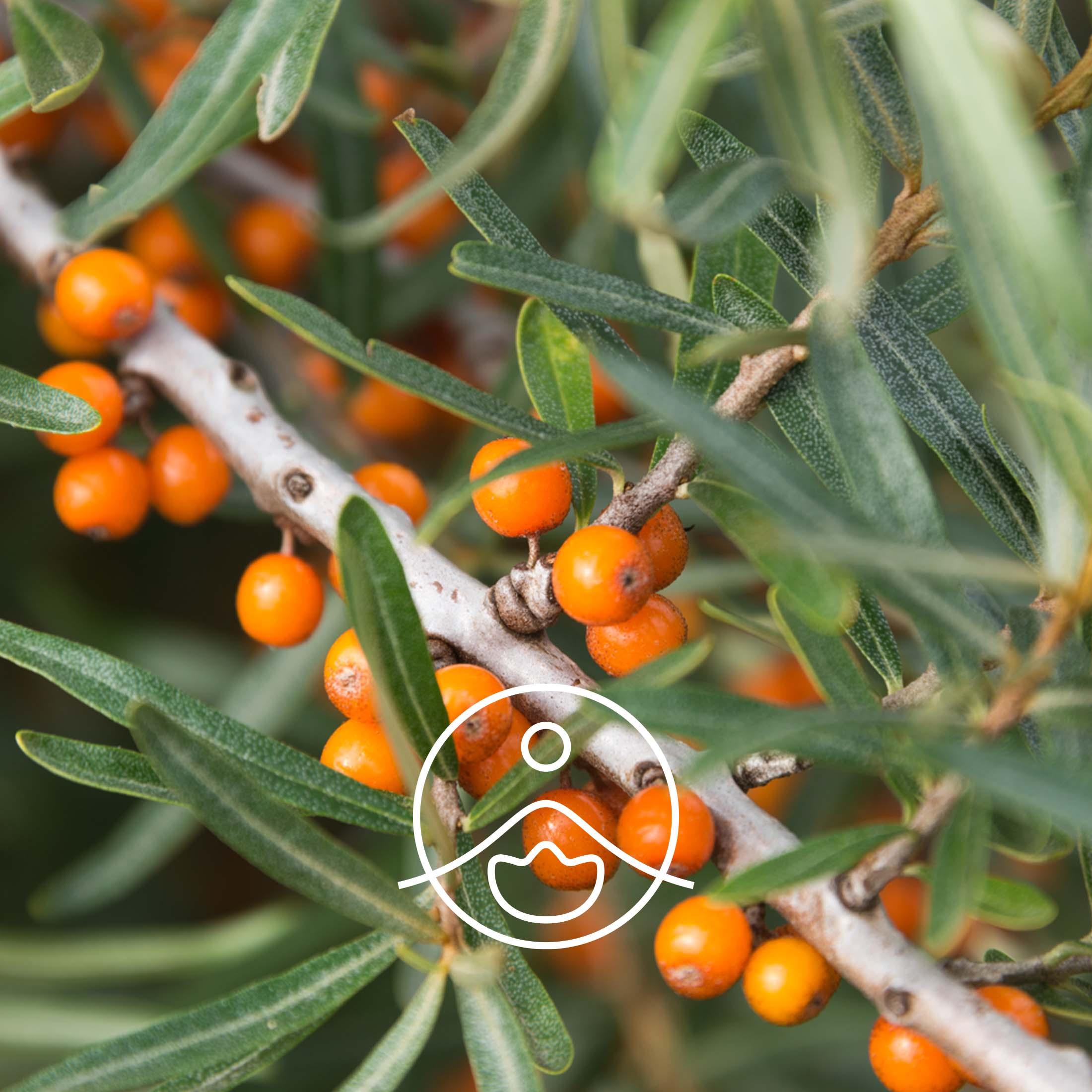 シーバックソーン・オーガニック・未精製【キャリアオイル/植物油】 - フロリハナ FLORIHANA - 【公式オンラインショップ】