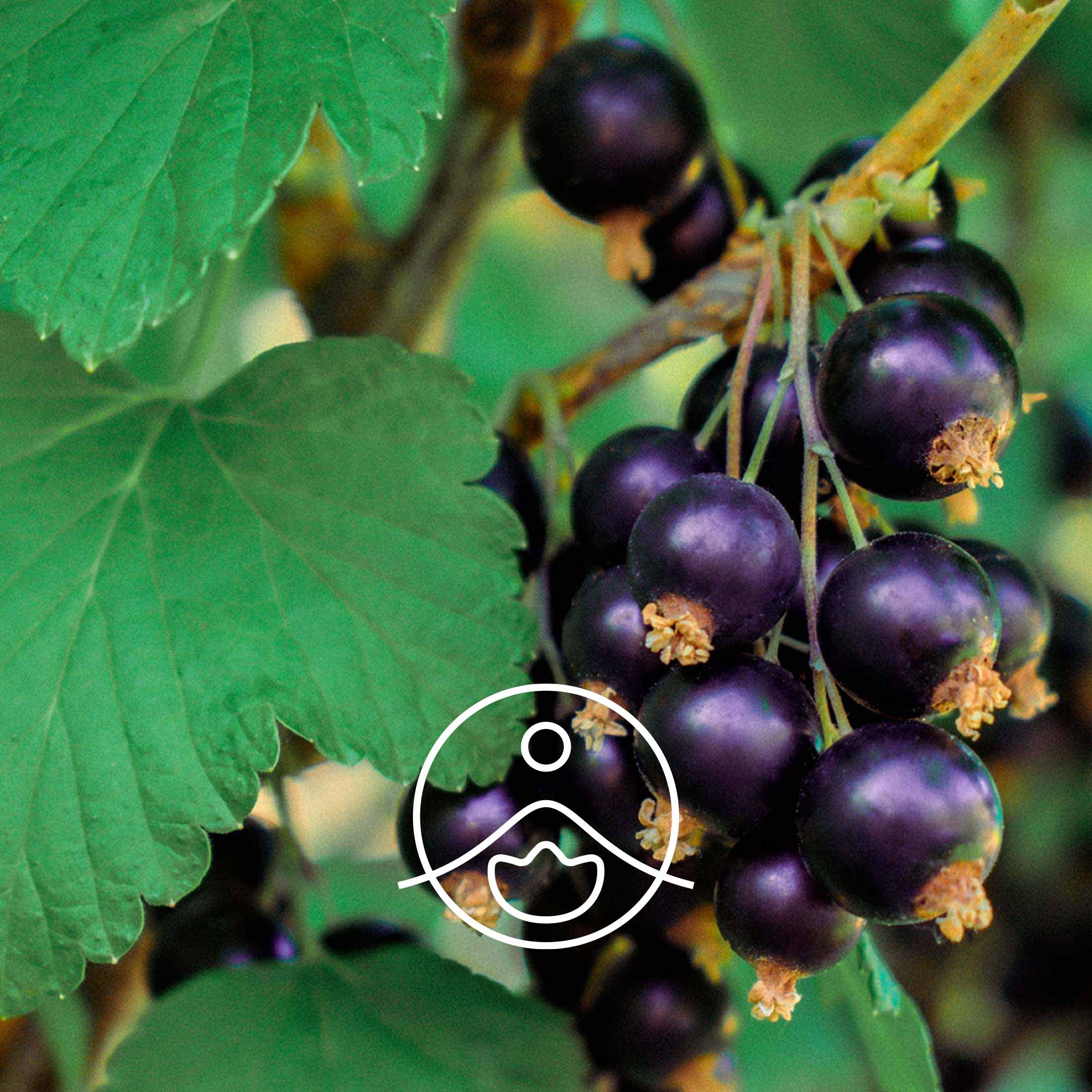 ブラックカラントオイル・オーガニック・未精製