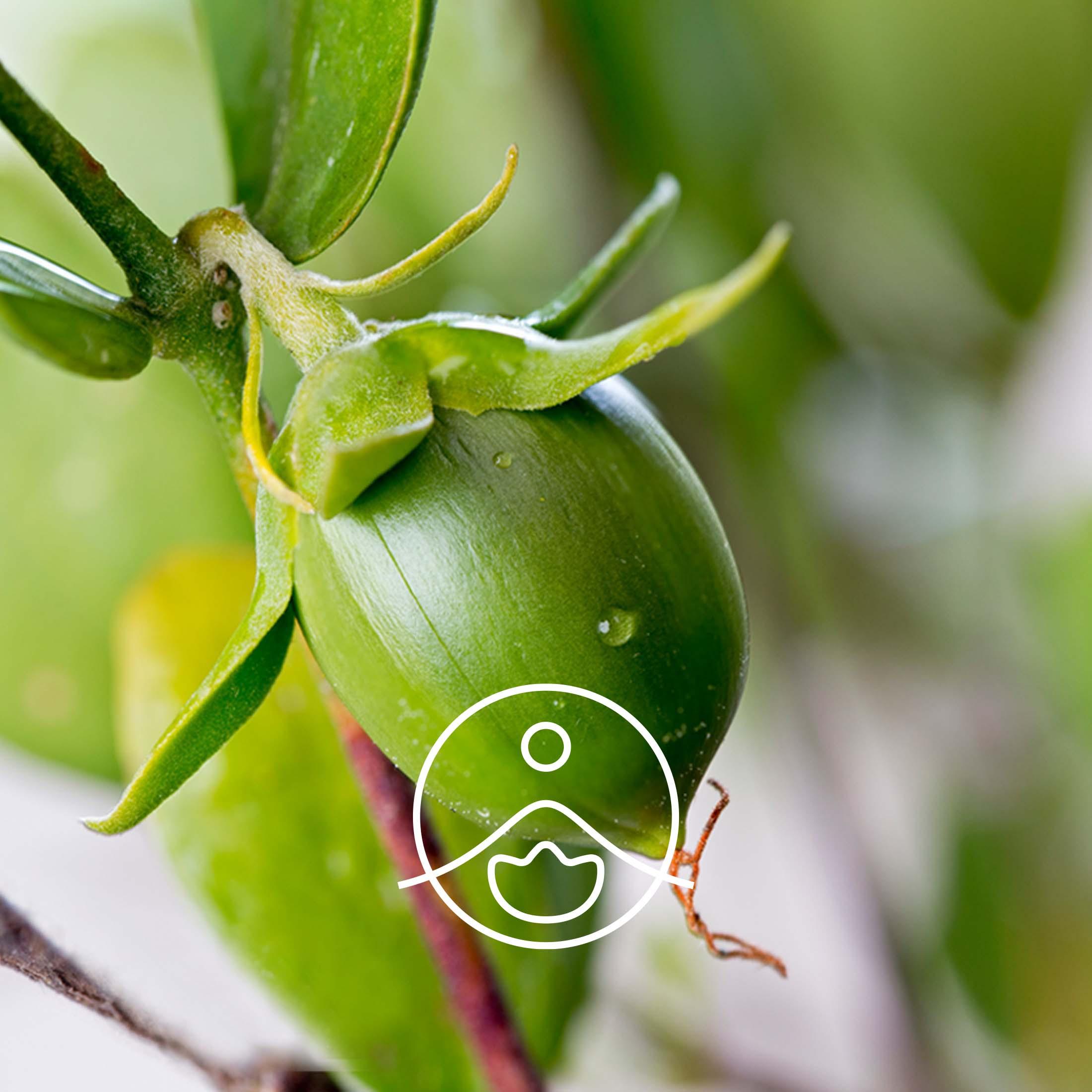 ホホバ・オーガニック・未精製【キャリアオイル/植物油】 - フロリハナ FLORIHANA - 【公式オンラインショップ】