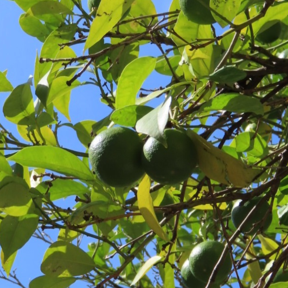 ベルガモット ベルガプテンフリー(FCF)・オーガニック