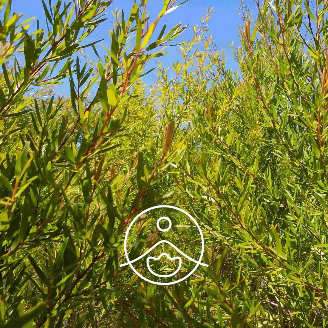 レモンティーツリー・オーガニック【エッセンシャルオイル/精油】 - フロリハナ FLORIHANA - 【公式オンラインショップ】