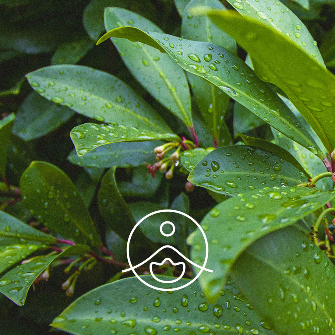 サロ・オーガニック