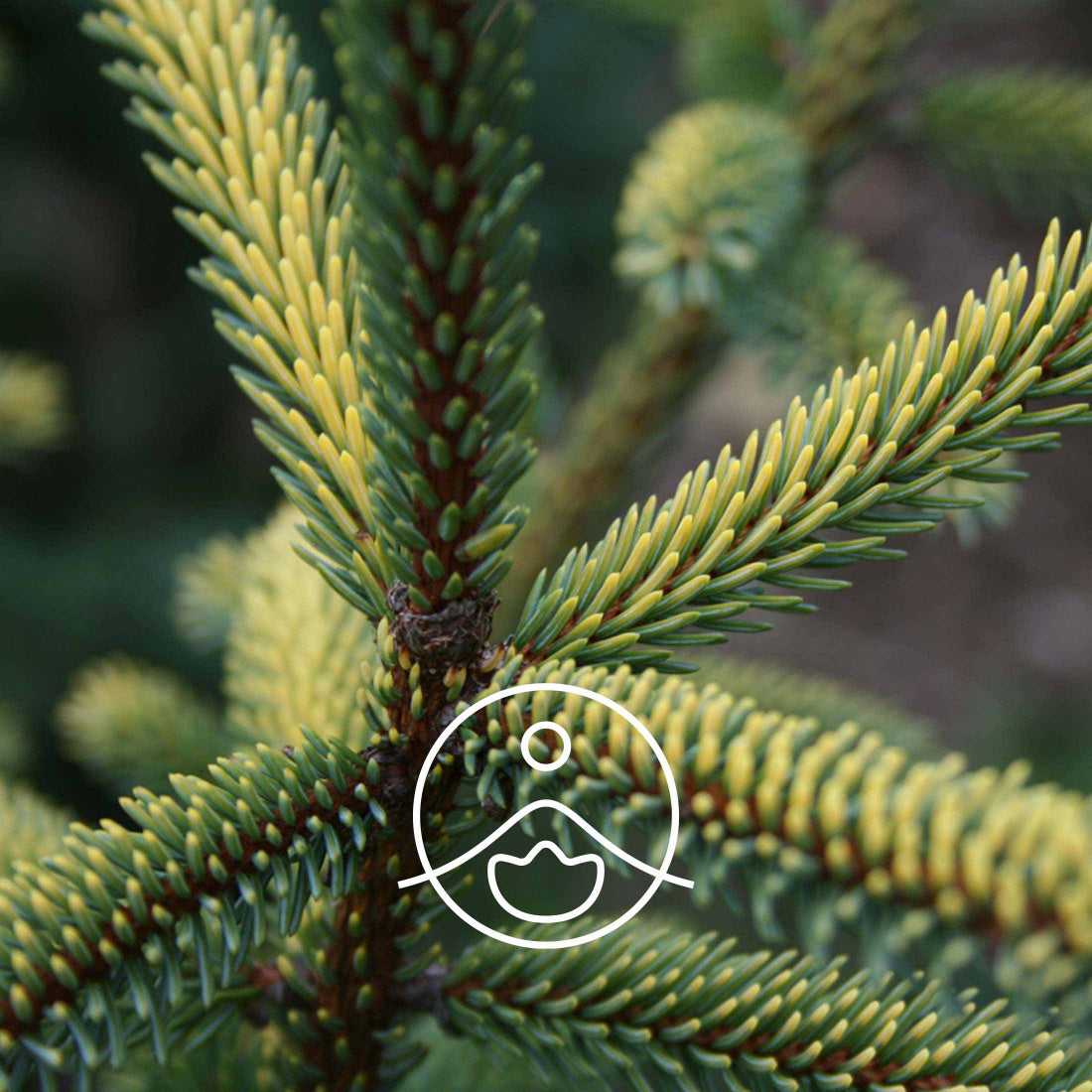 ジャイアントファー・オーガニック