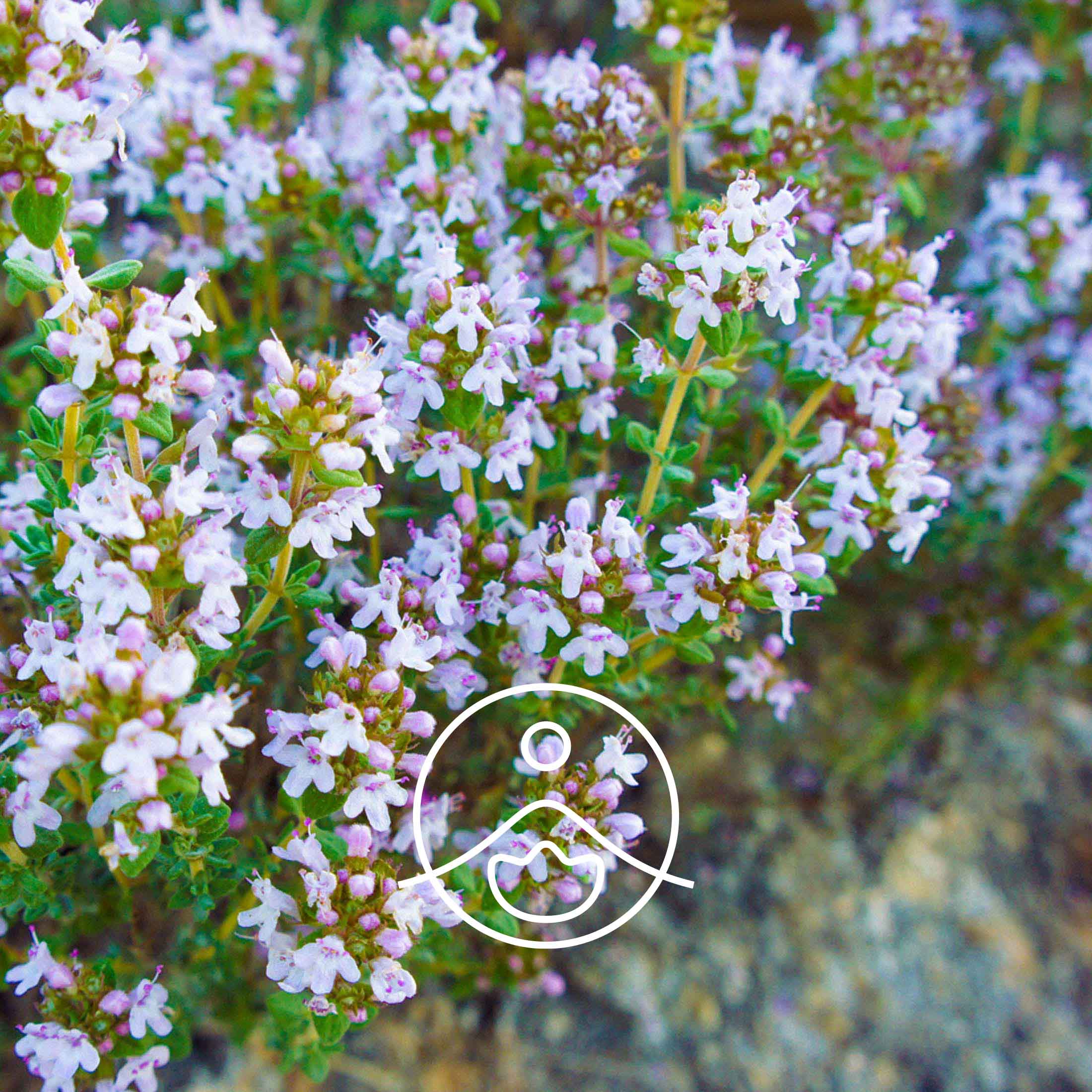 タイムボルネオール・オーガニック【エッセンシャルオイル/精油】 - フロリハナ FLORIHANA - 【公式オンラインショップ】