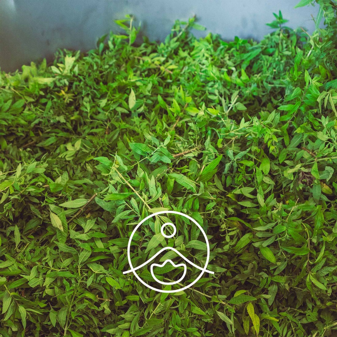 レモンバーベナ from グラース・オーガニック【エッセンシャルオイル/精油】 - フロリハナ FLORIHANA - 【公式オンラインショップ】