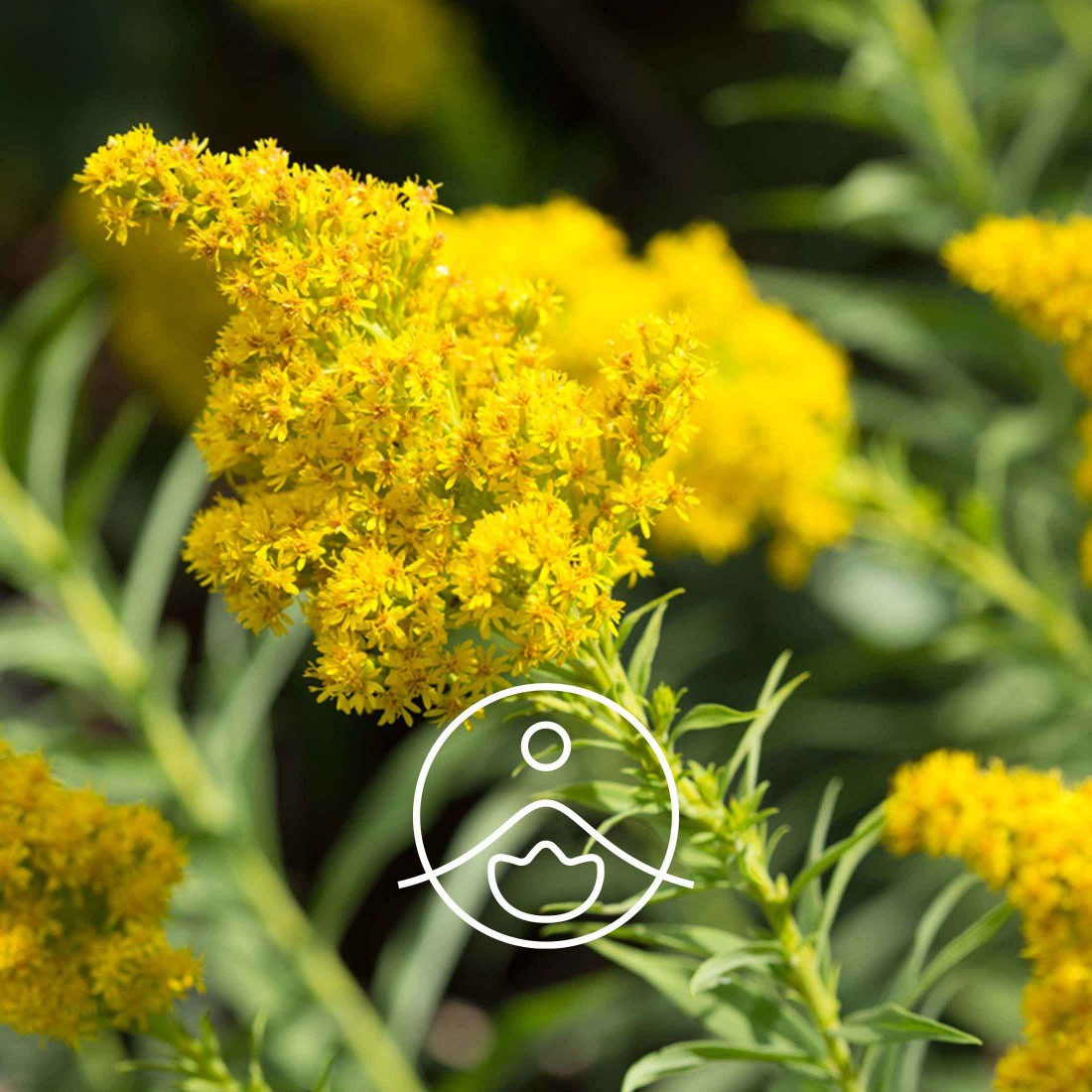 ゴールデンロッド・オーガニック