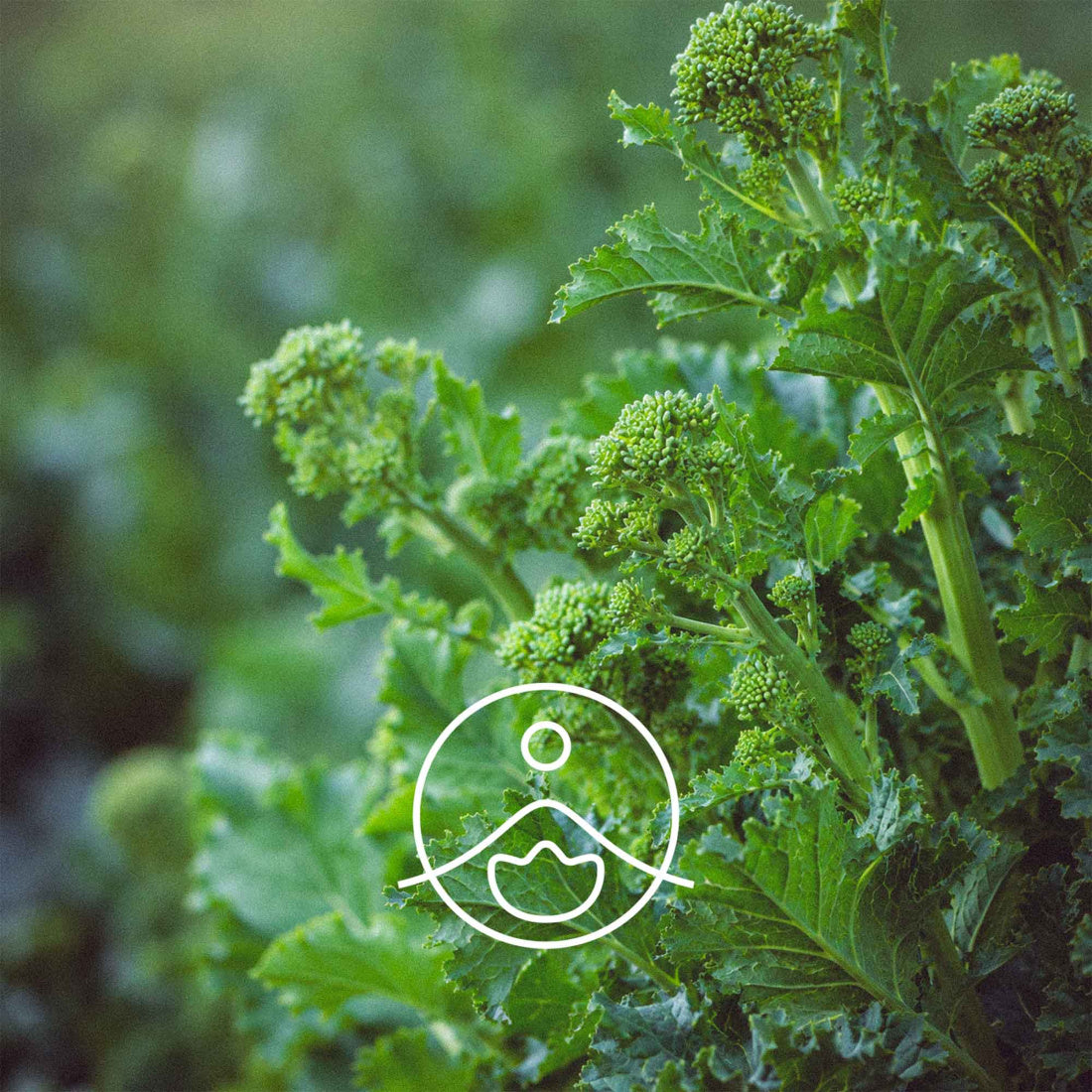 ブロッコリーラーベオイル・超臨界抽出/CO2 Extracts Broccoli Rabe