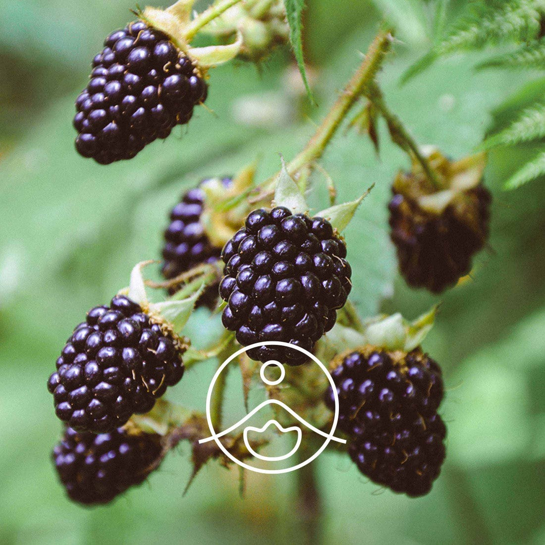 ブラックベリーシードオイル・オーガニック・未精製