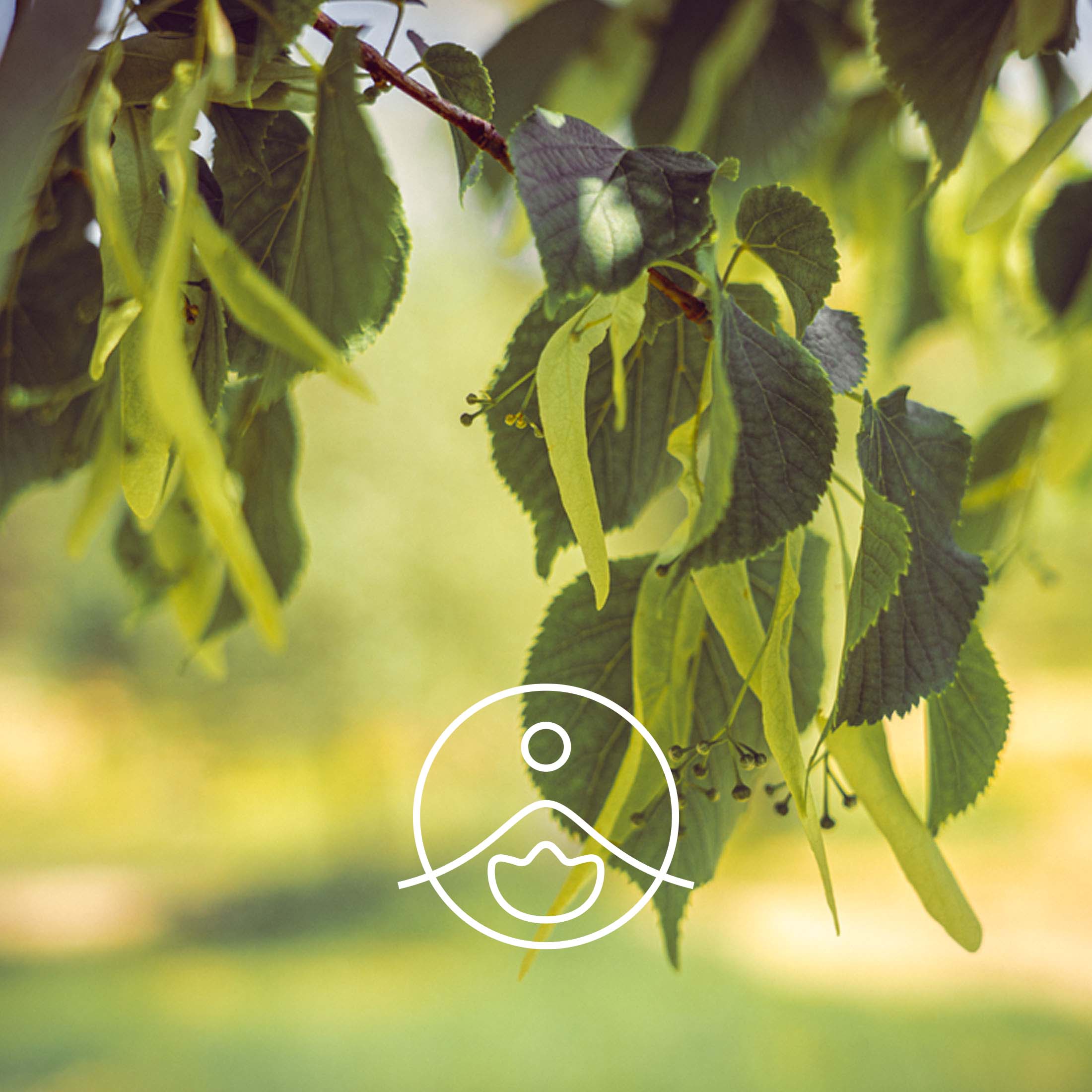 リンデン・オーガニック【フローラルウォーター/芳香蒸留水】 - フロリハナ FLORIHANA - 【公式オンラインショップ】