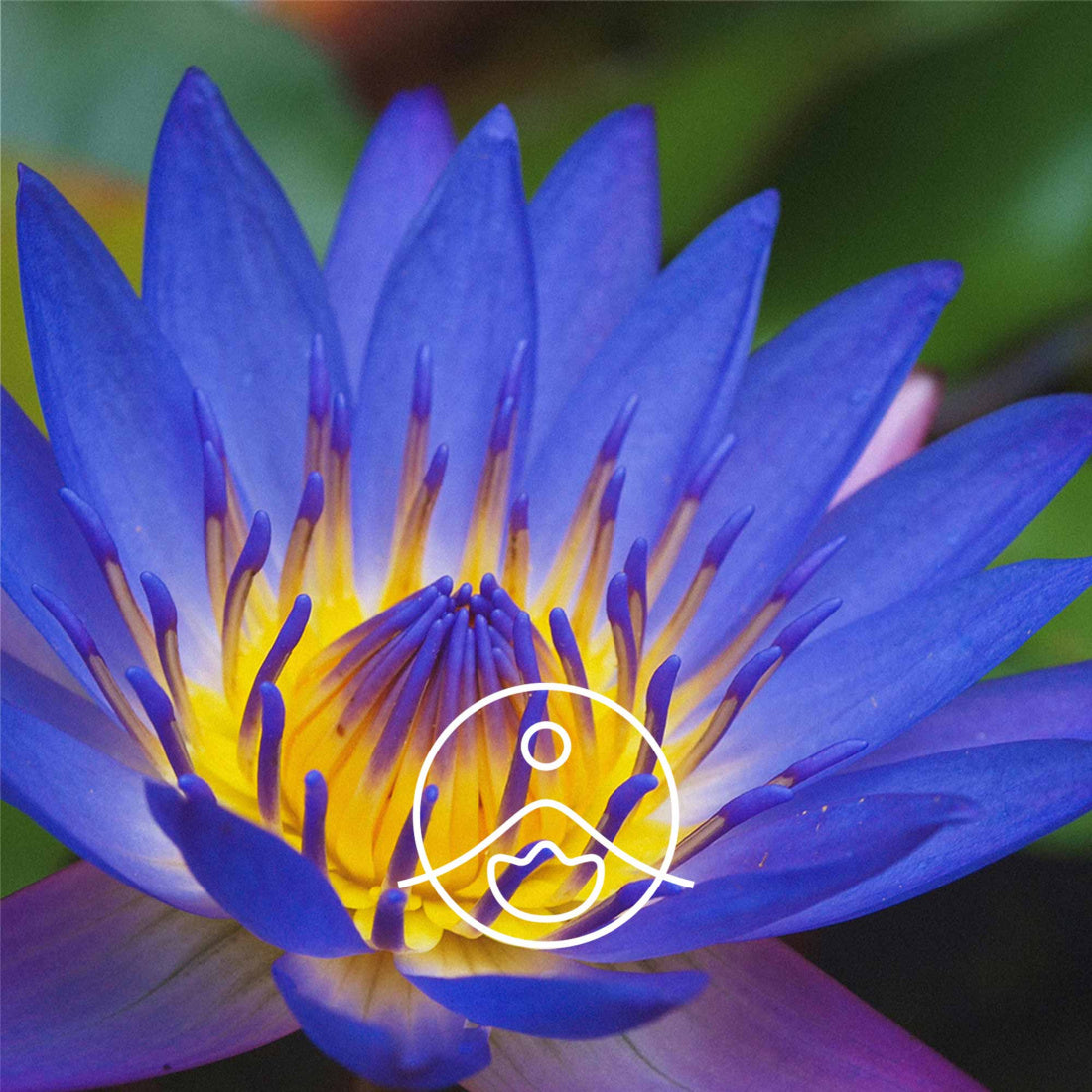 ブルーロータス アブソリュート/Blue Lotus Absolute