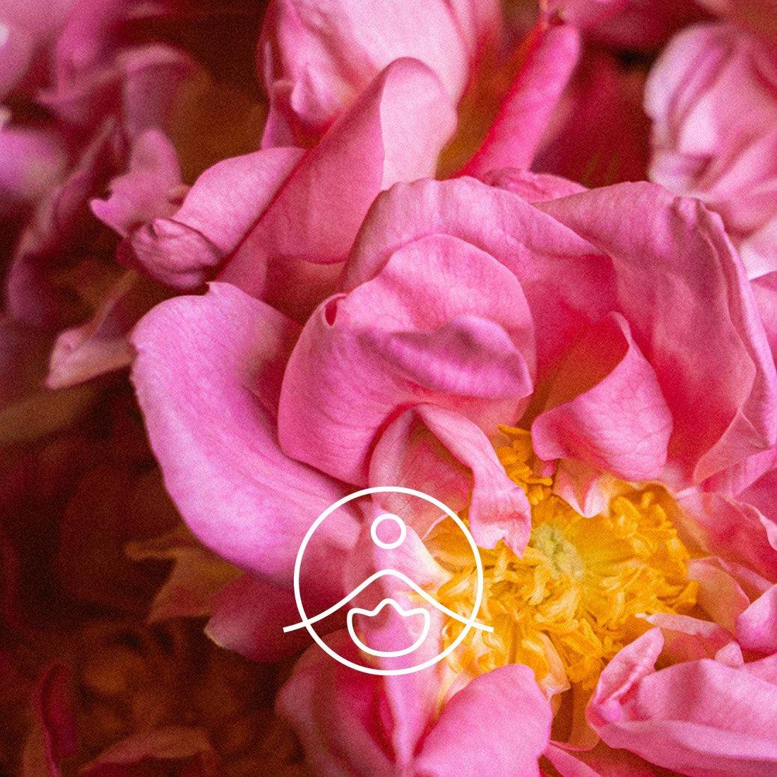 ローズセンティフォリア【アブソリュート】 - フロリハナ FLORIHANA - 【公式オンラインショップ】