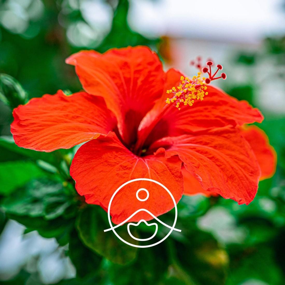 ローゼル・オーガニック・未精製【キャリアオイル/植物油】 - フロリハナ FLORIHANA - 【公式オンラインショップ】