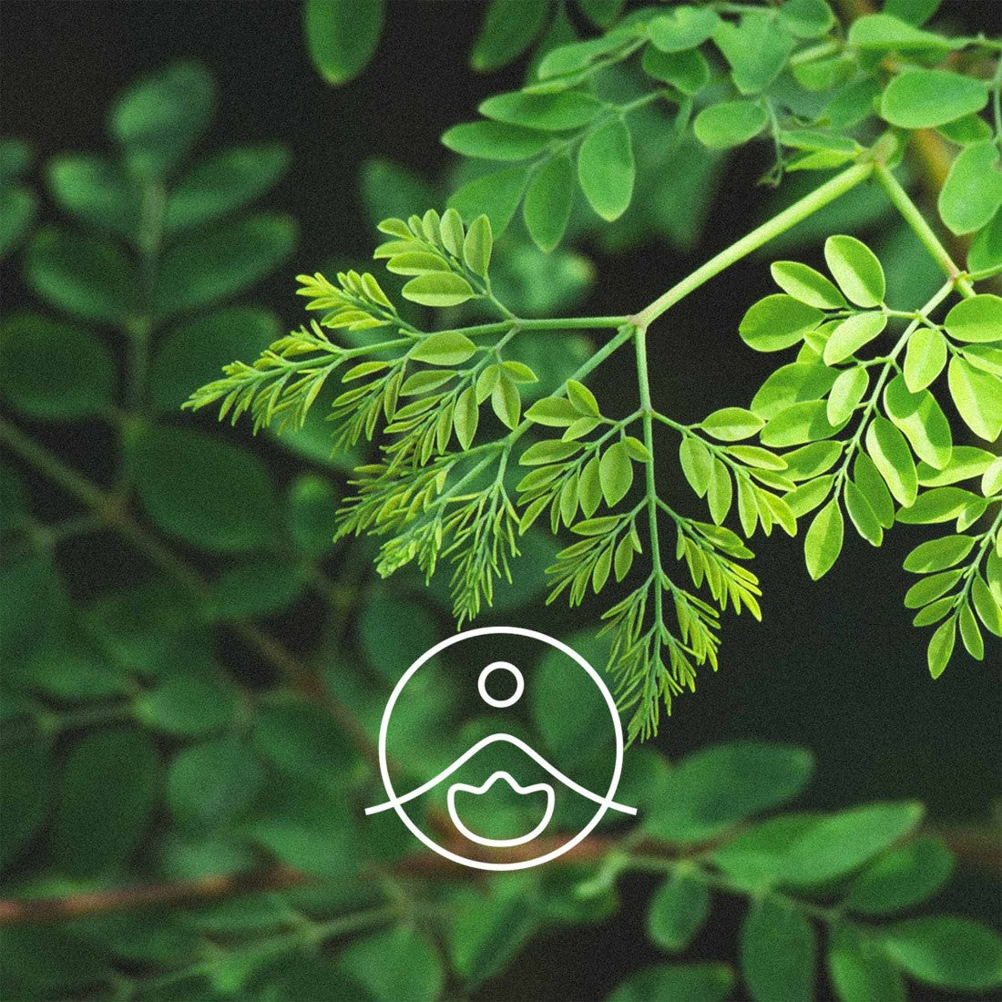 モリンガ・オーガニック