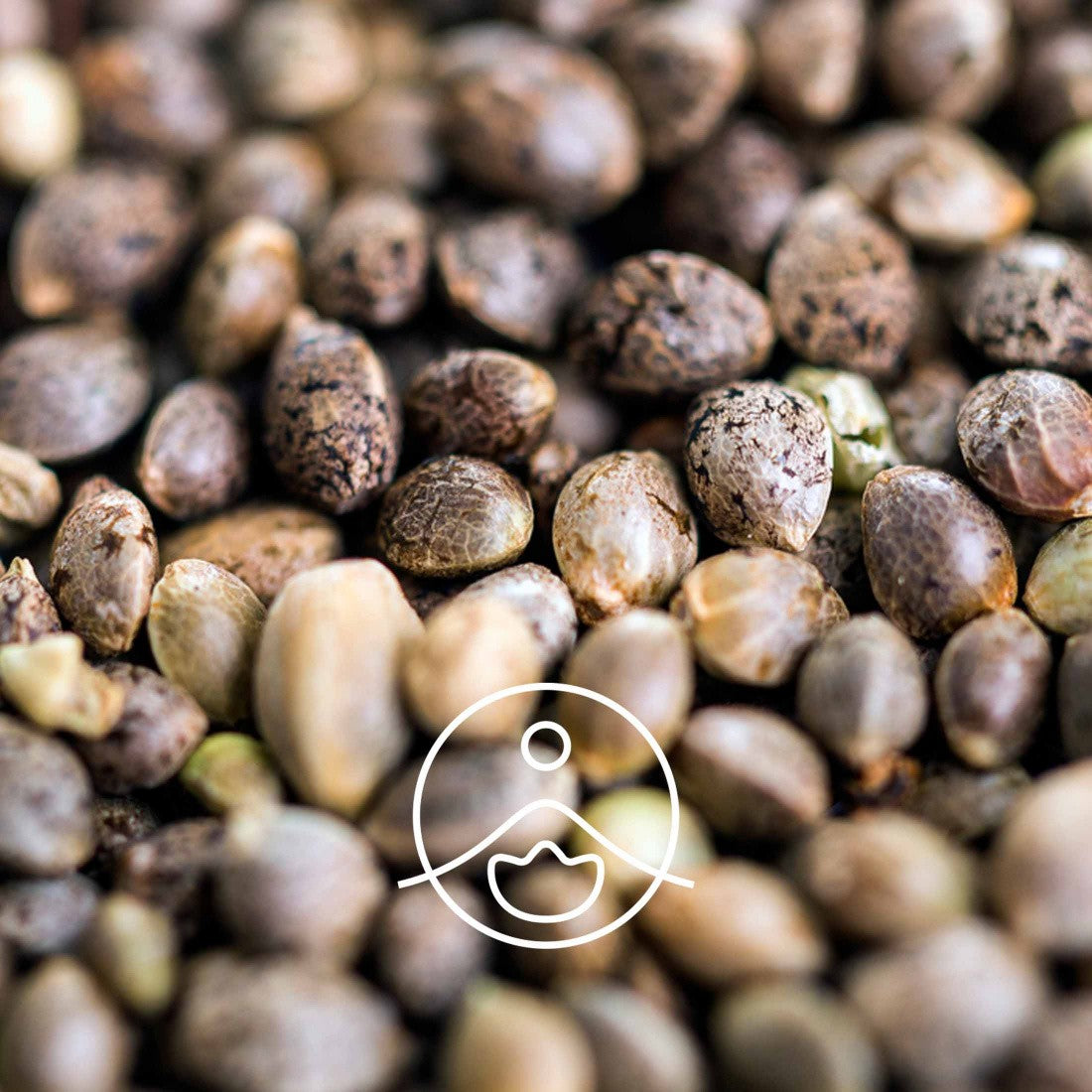 ヘンプシードオイル・オーガニック