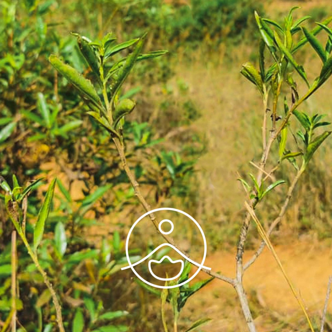 イアリー・オーガニック【エッセンシャルオイル/精油】 - フロリハナ FLORIHANA - 【公式オンラインショップ】