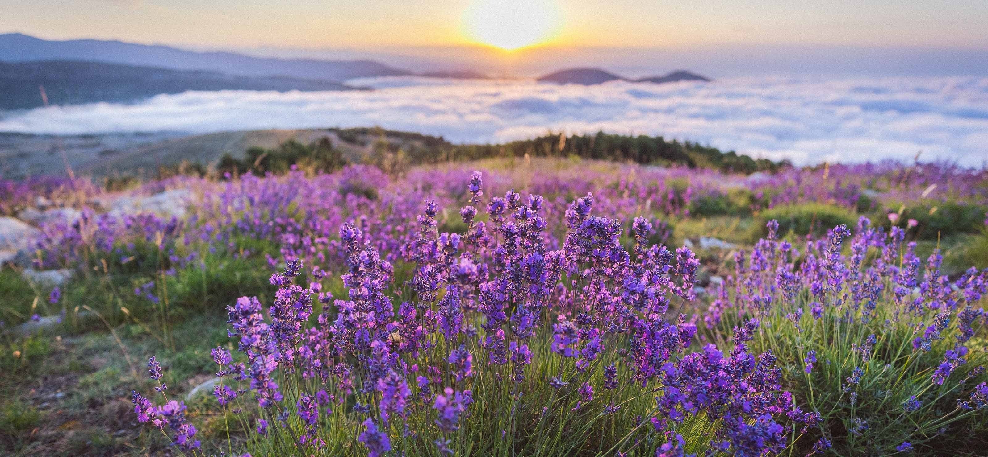 ラベンダー精油