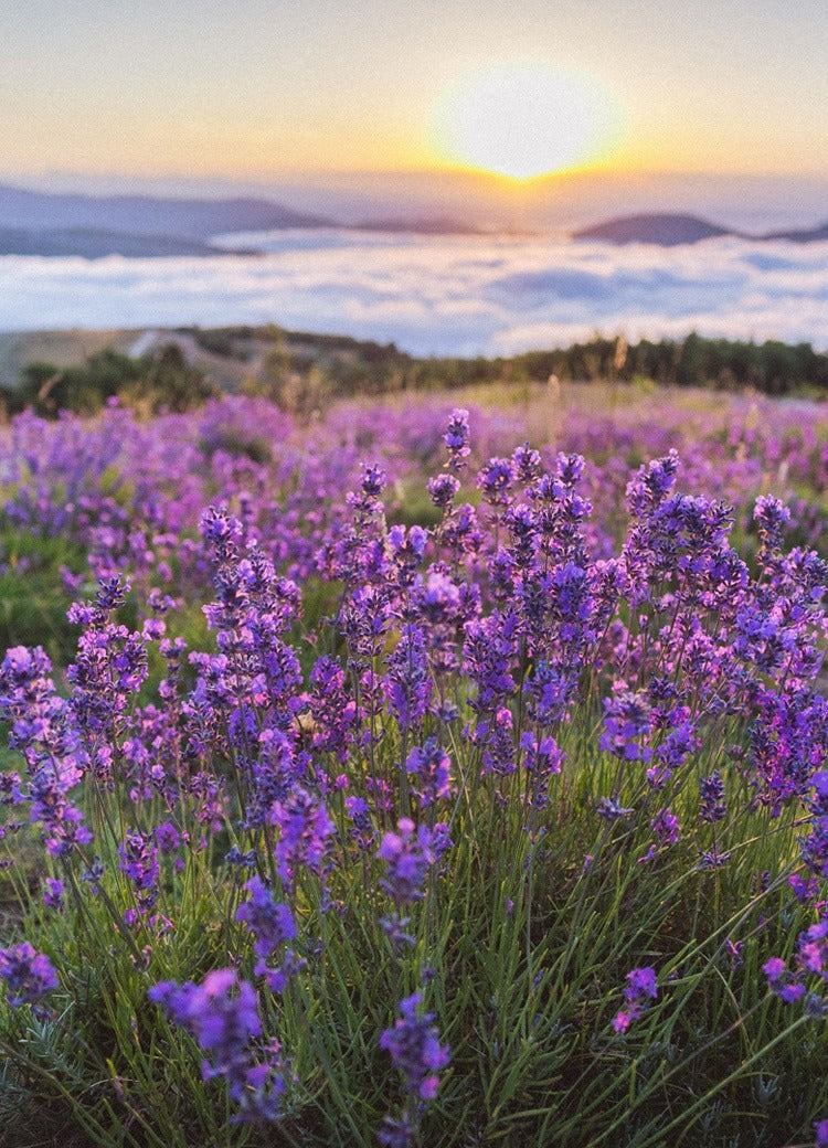 ラベンダー精油