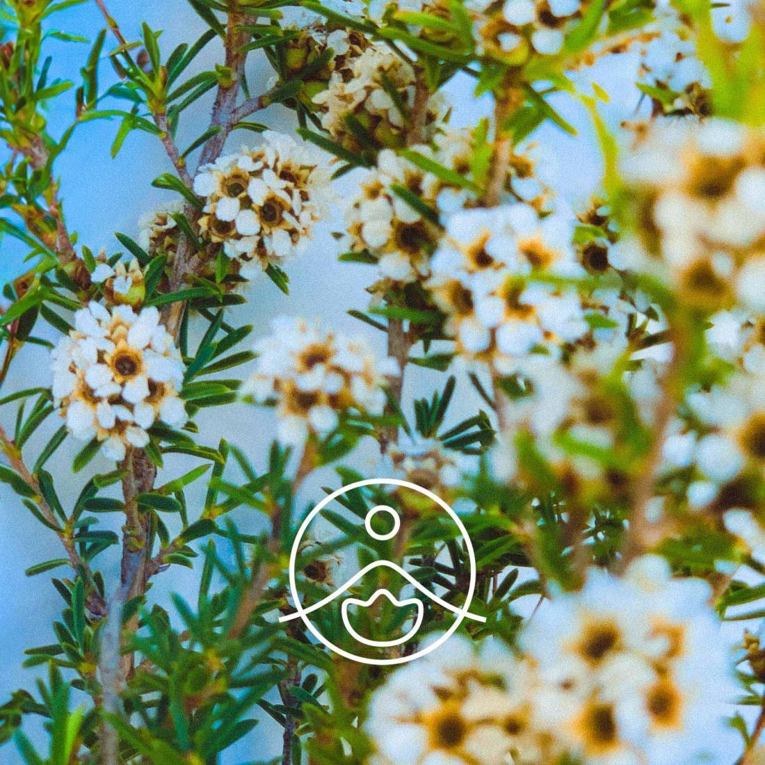 フラゴニア【エッセンシャルオイル/精油】 - フロリハナ FLORIHANA - 【公式オンラインショップ】