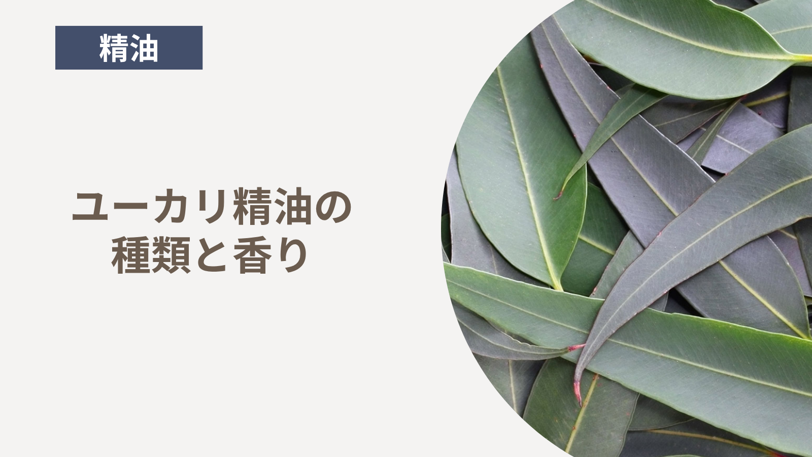 ユーカリ精油の種類と香り