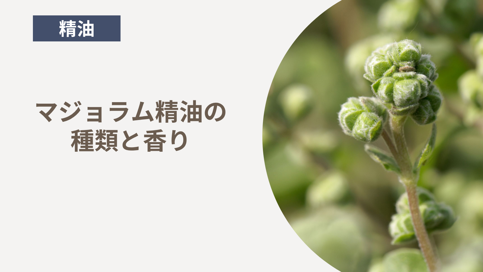 マジョラム精油の種類と香り