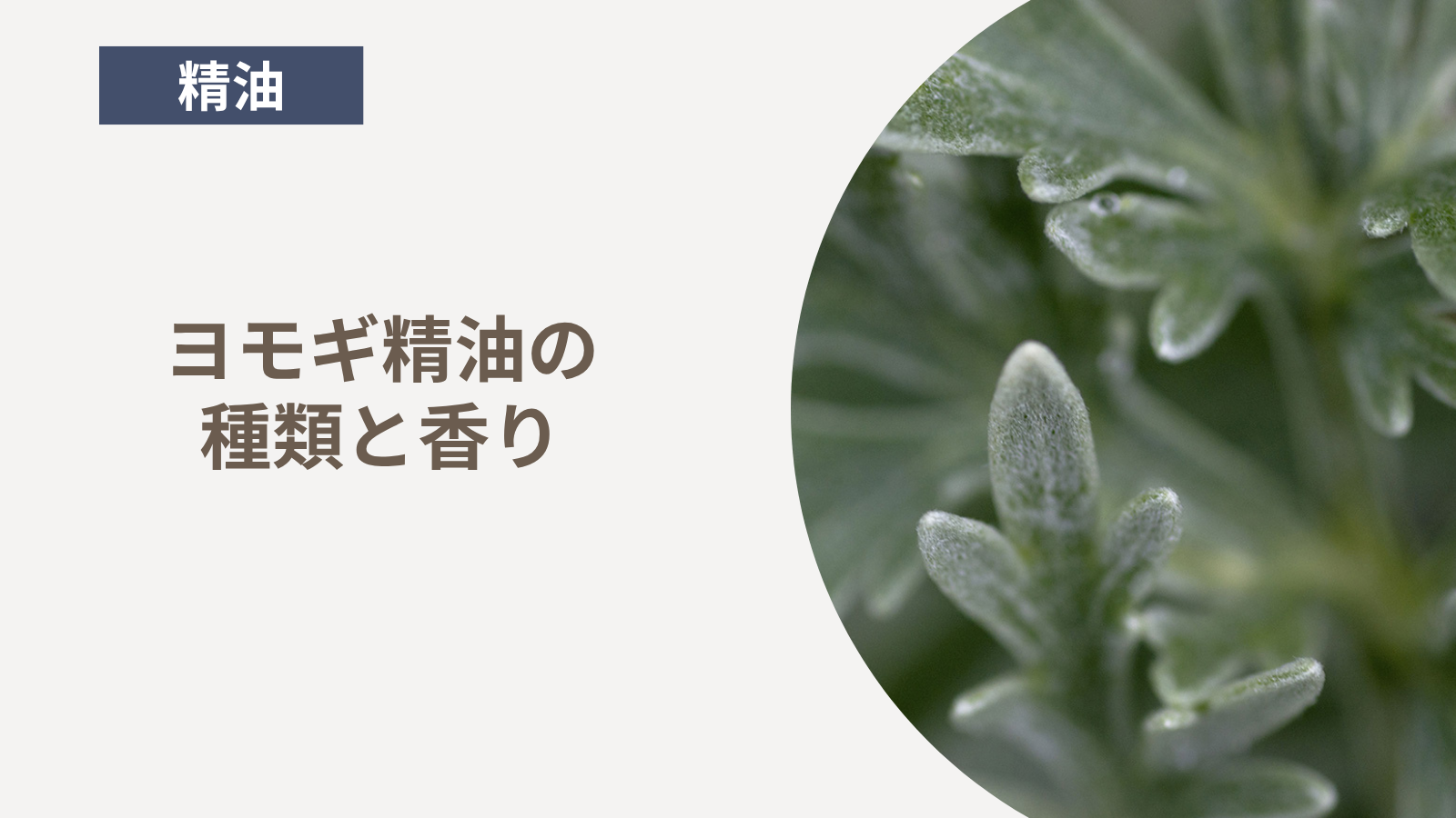 ヨモギ精油の種類と香り