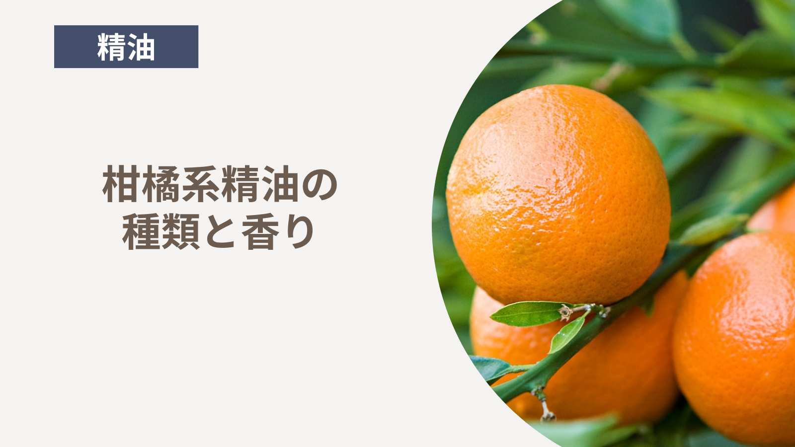 柑橘系精油の種類と香り